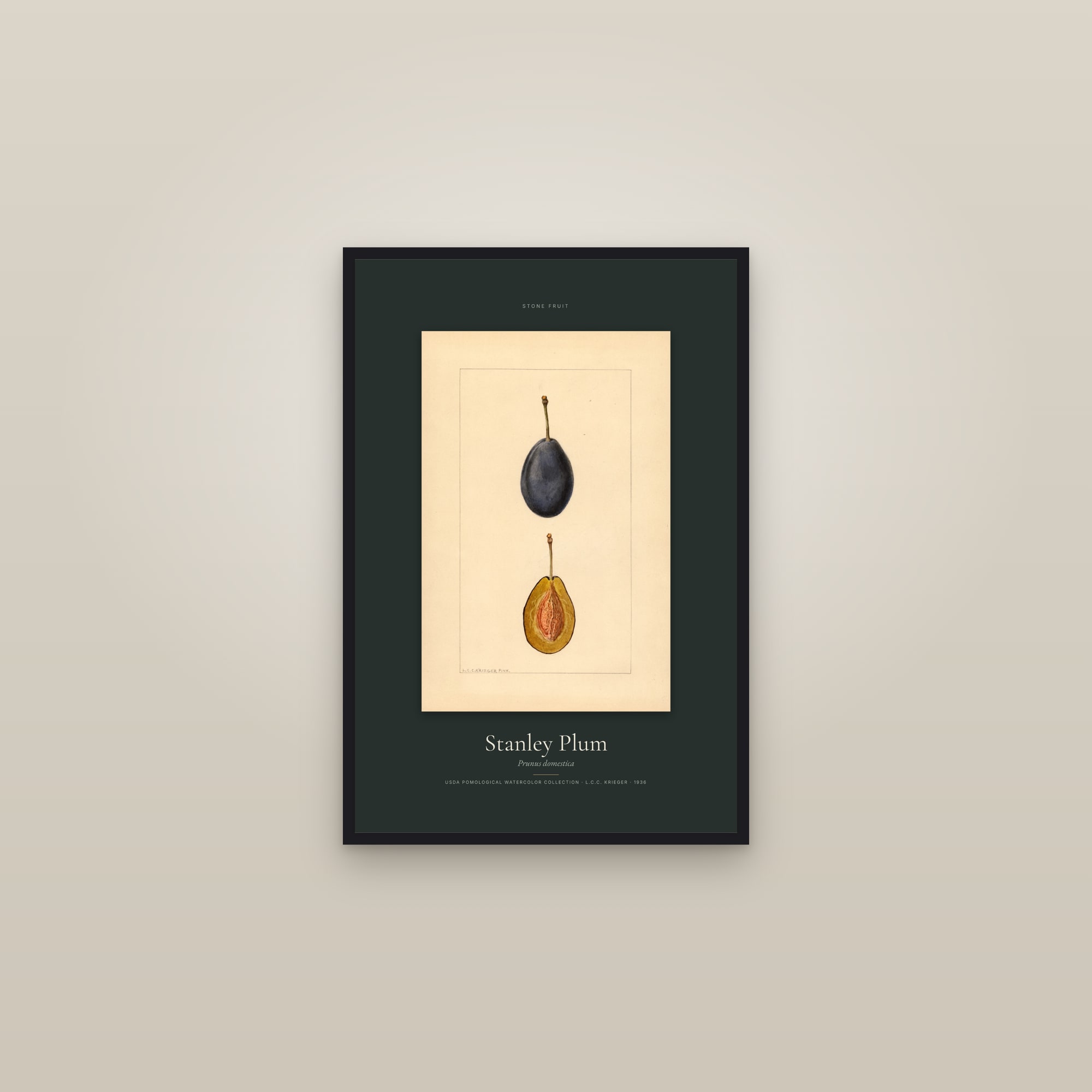 Stanley Plum — Specimen — framed in a gallery setting