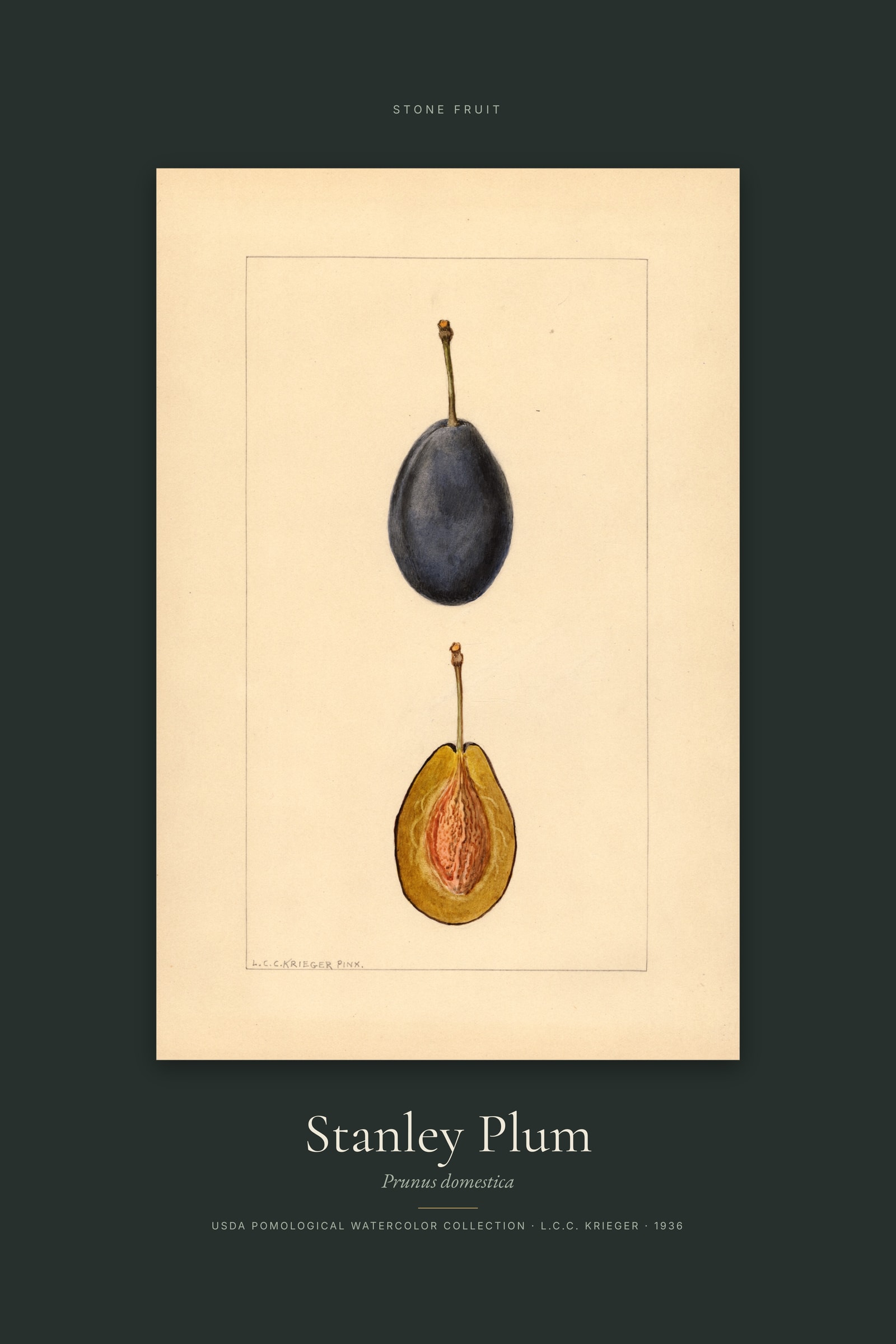 Stanley Plum — Specimen