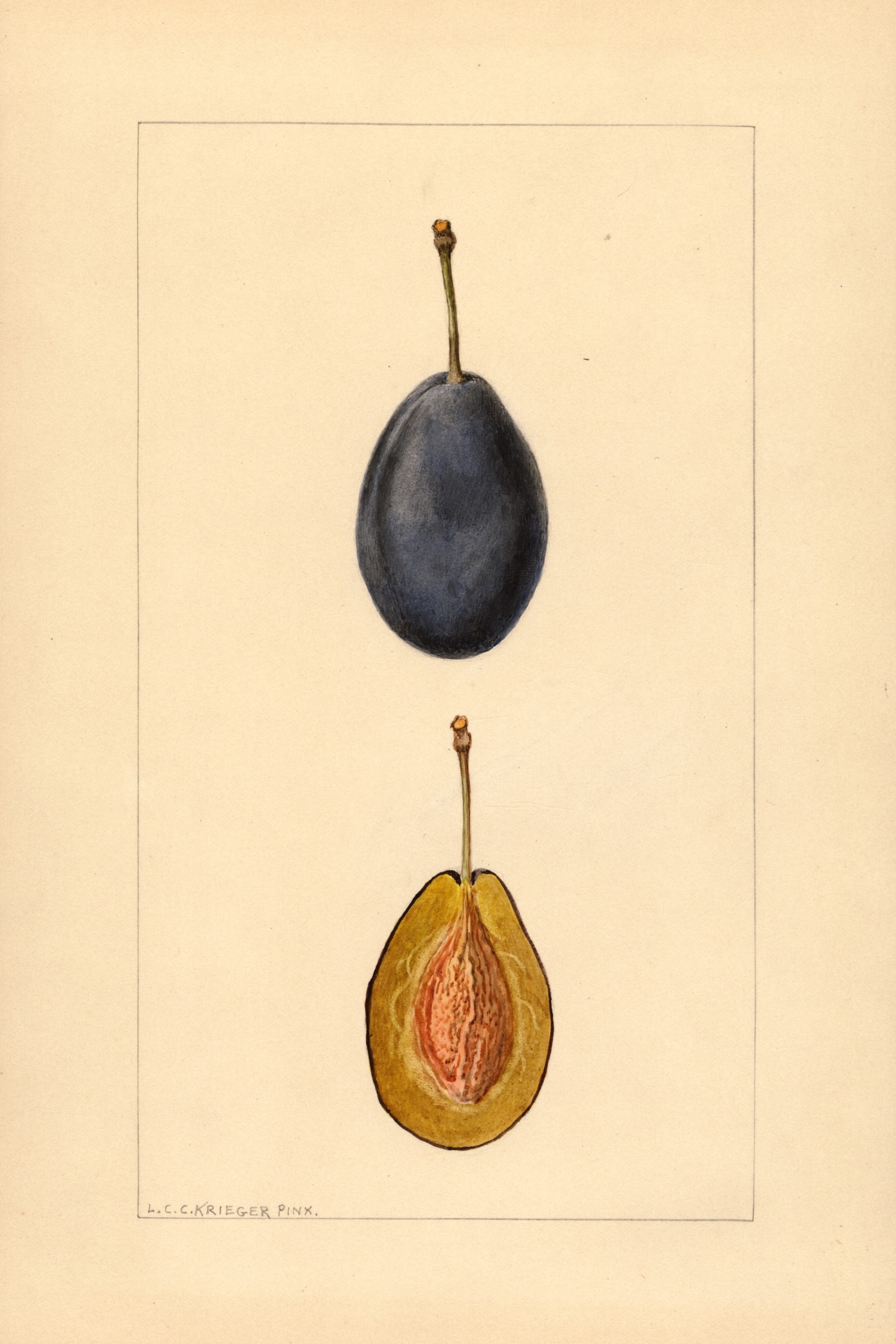 Stanley Plum