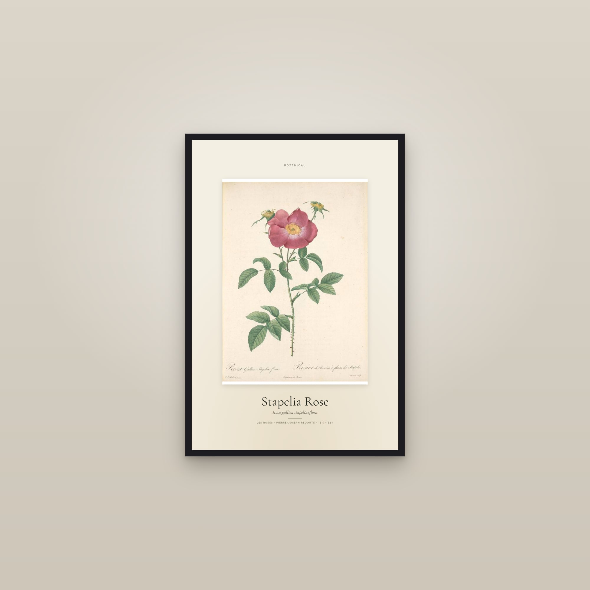 Stapelia Rose — Specimen — framed in a gallery setting
