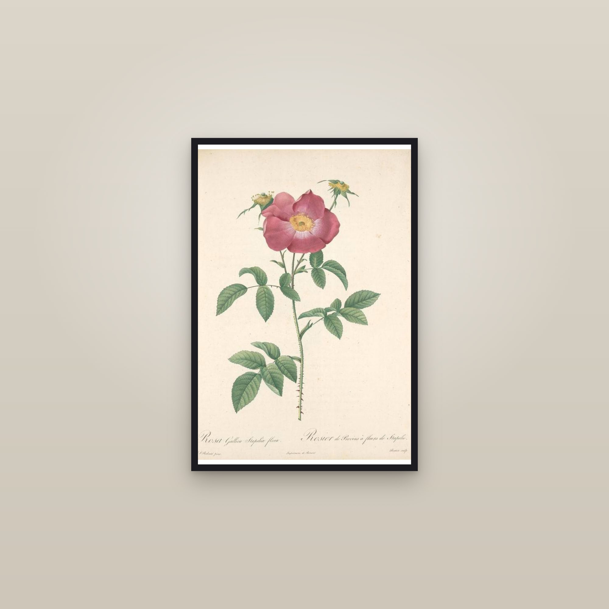 Stapelia Rose — framed in a gallery setting