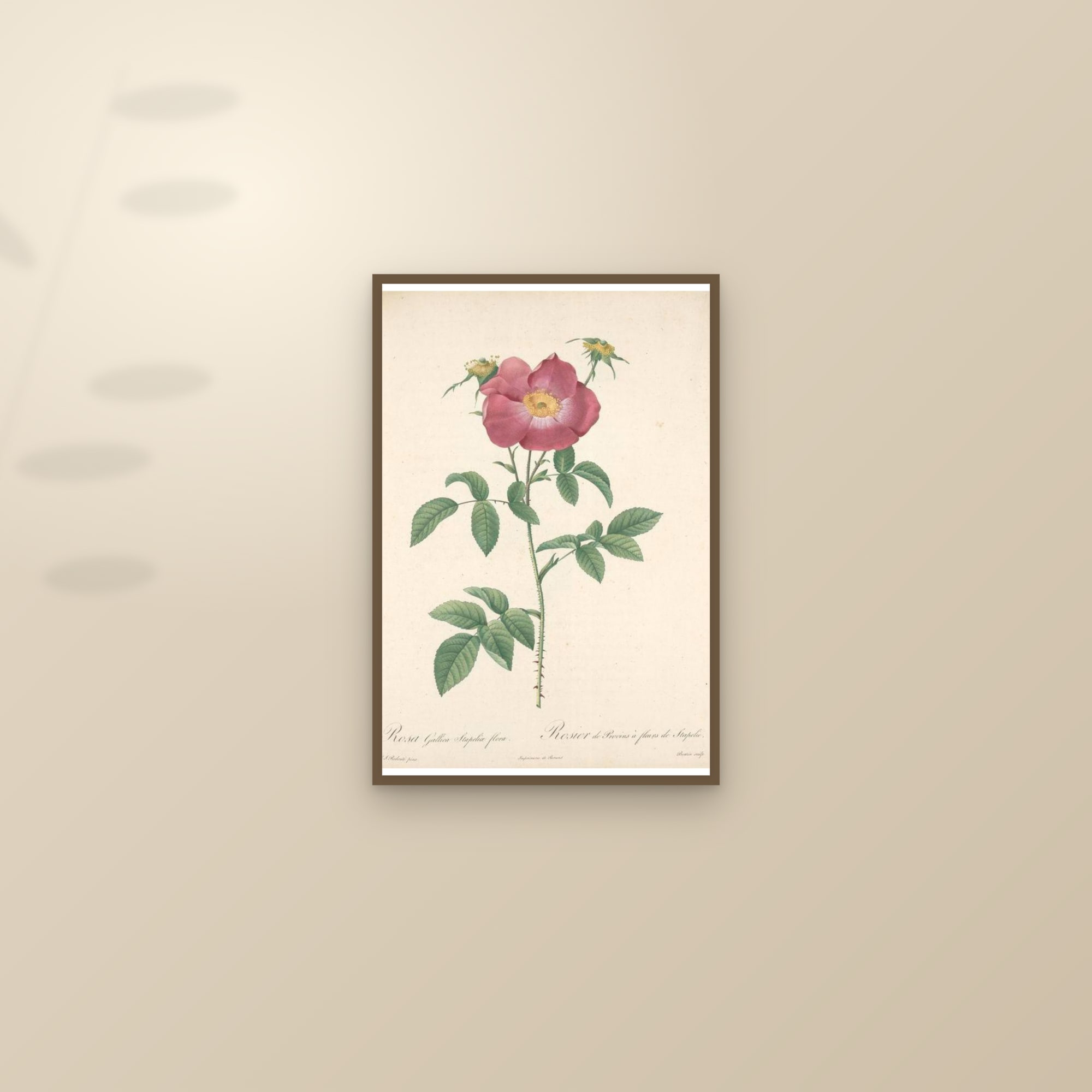 Stapelia Rose — framed and styled on a sunlit wall