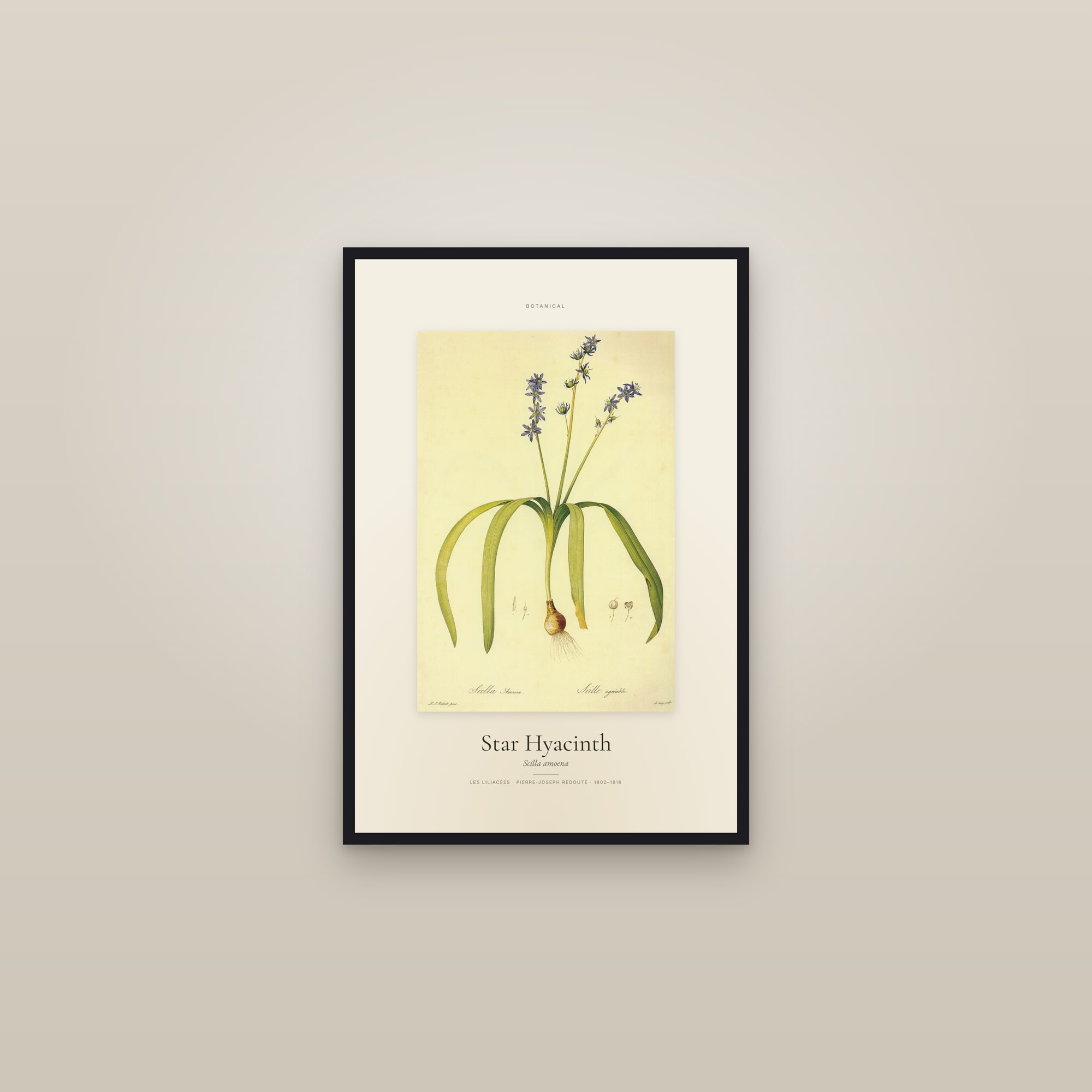 Star Hyacinth — Specimen — framed in a gallery setting