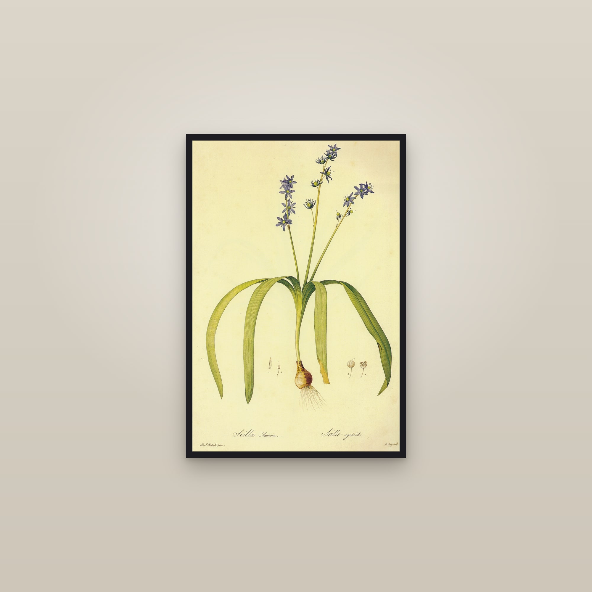 Star Hyacinth — framed in a gallery setting
