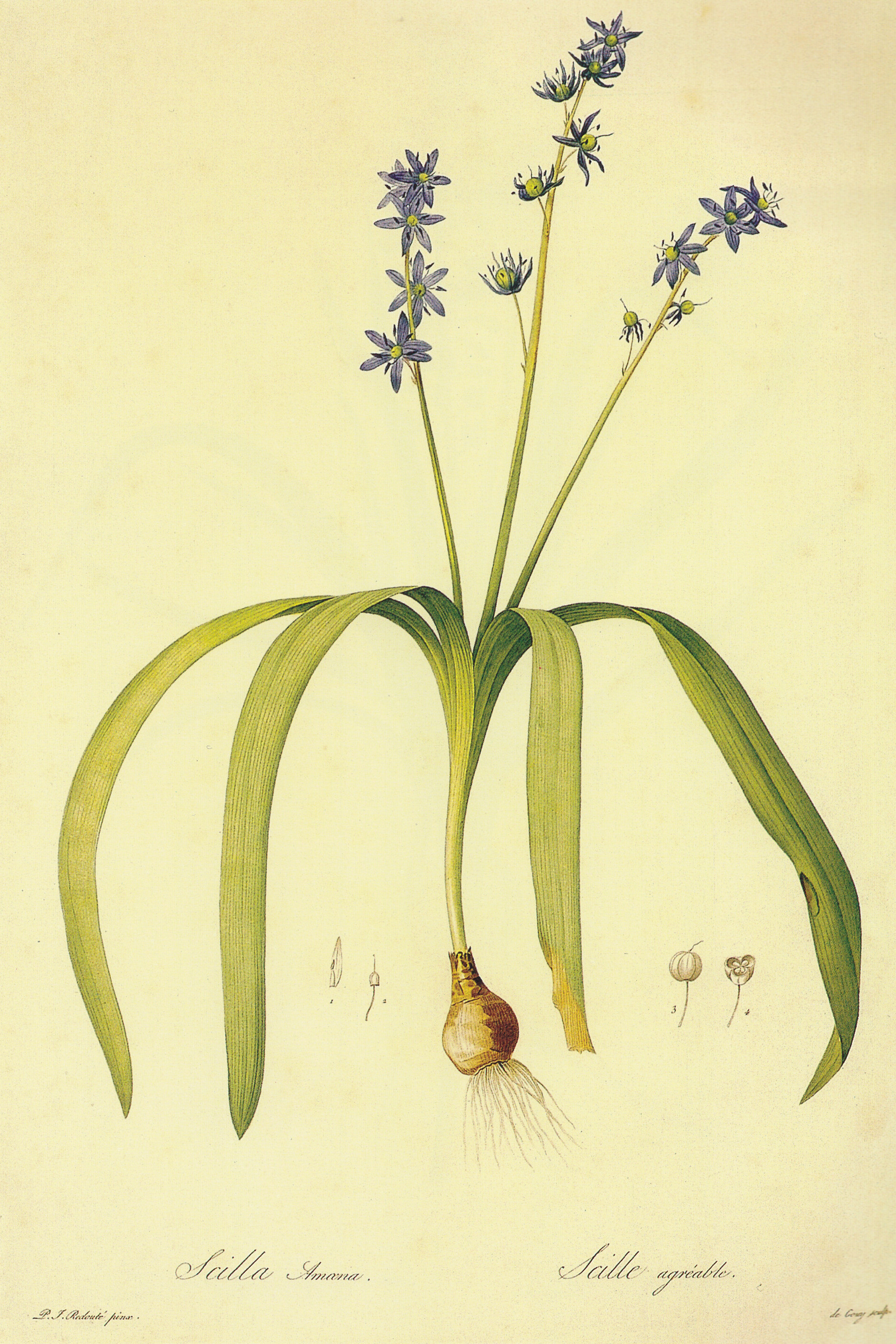 Star Hyacinth