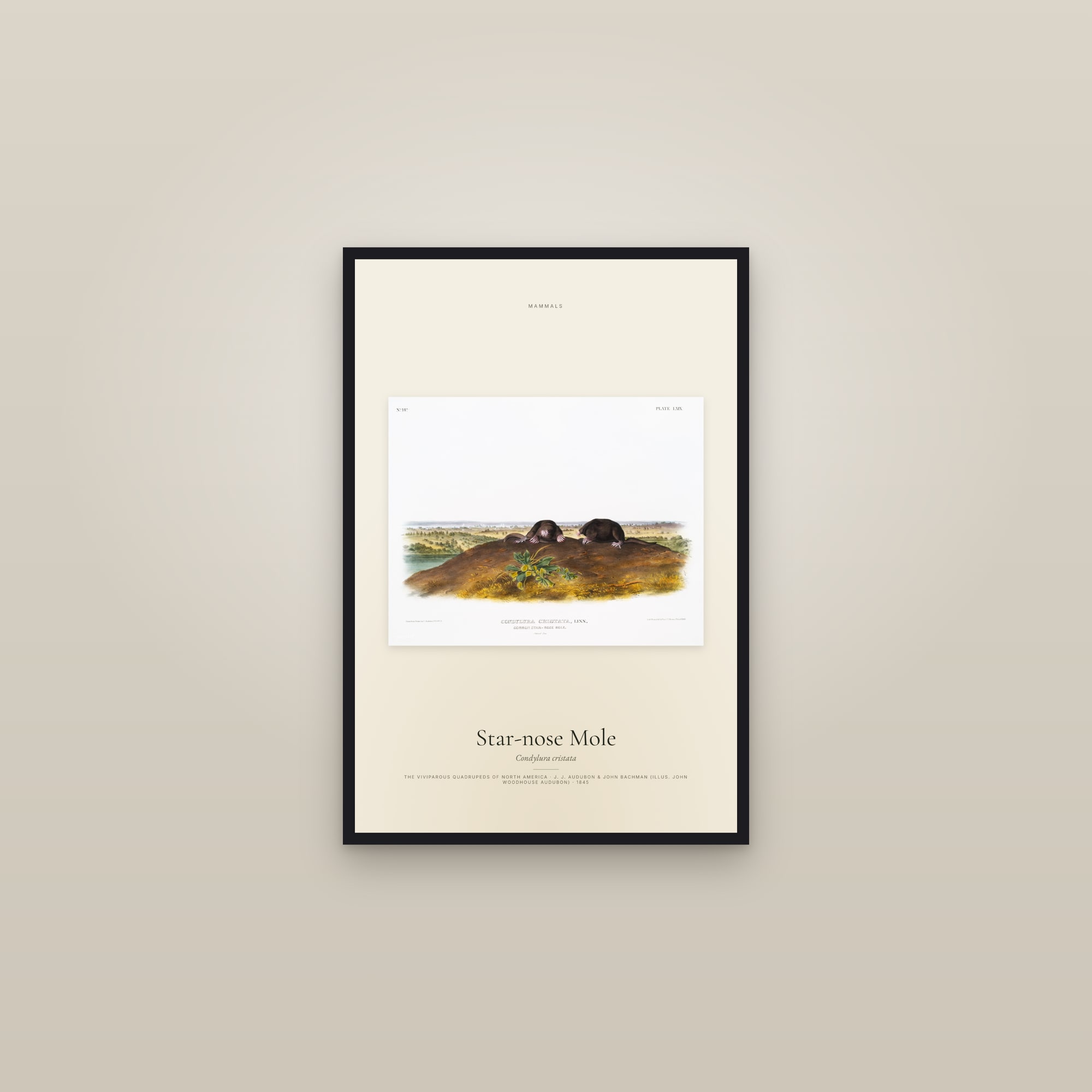 Star-nose Mole — framed in a gallery setting