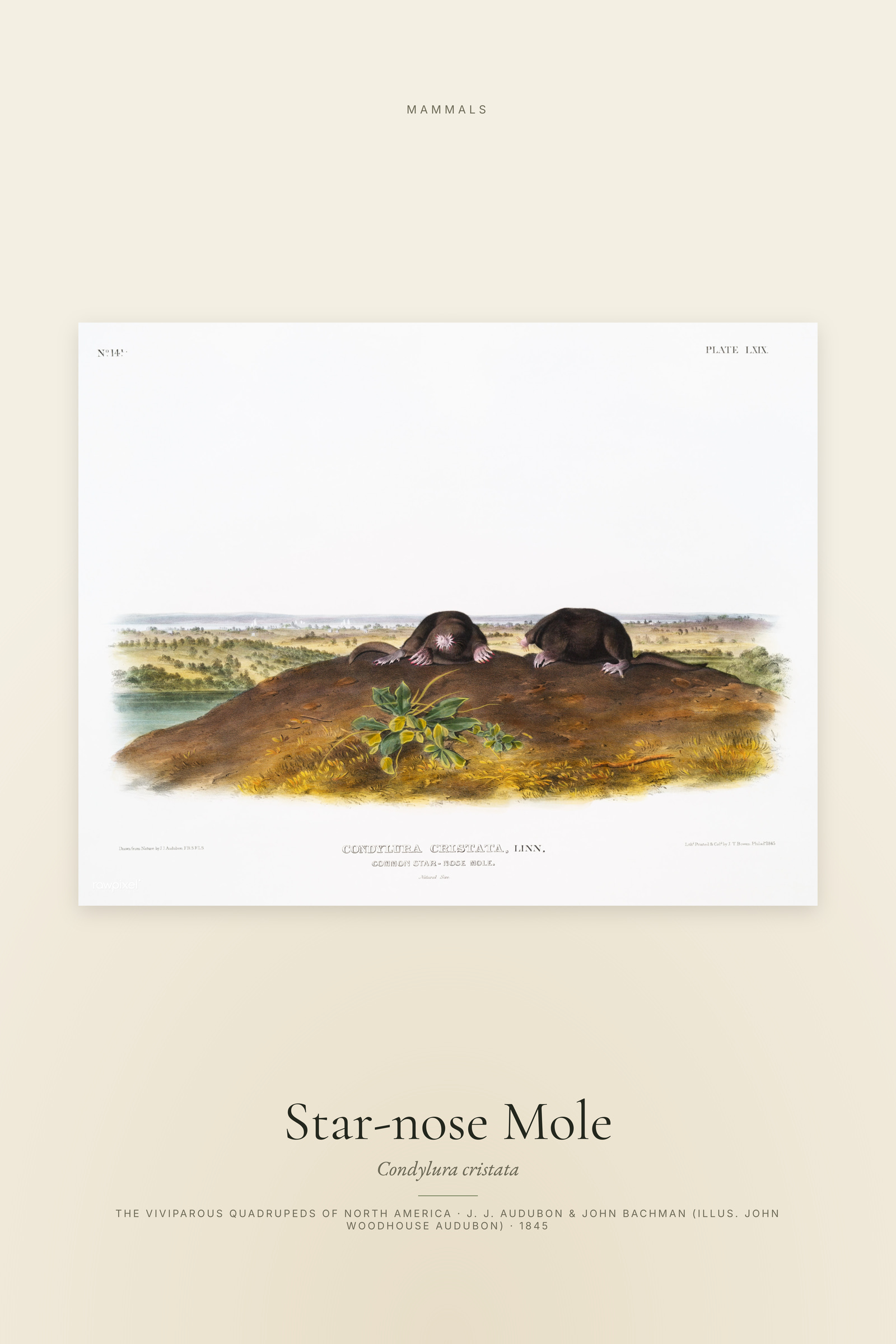 Star-nose Mole