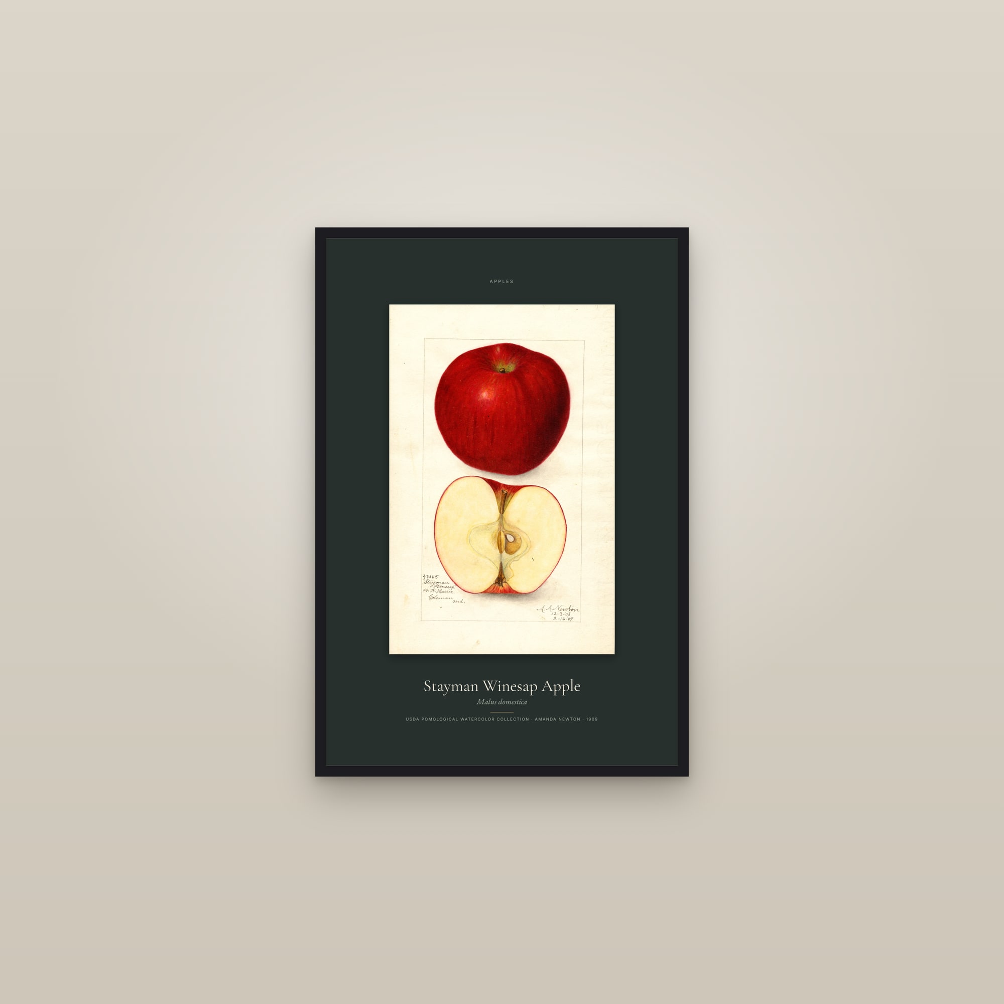 Stayman Winesap Apple — Specimen — framed in a gallery setting