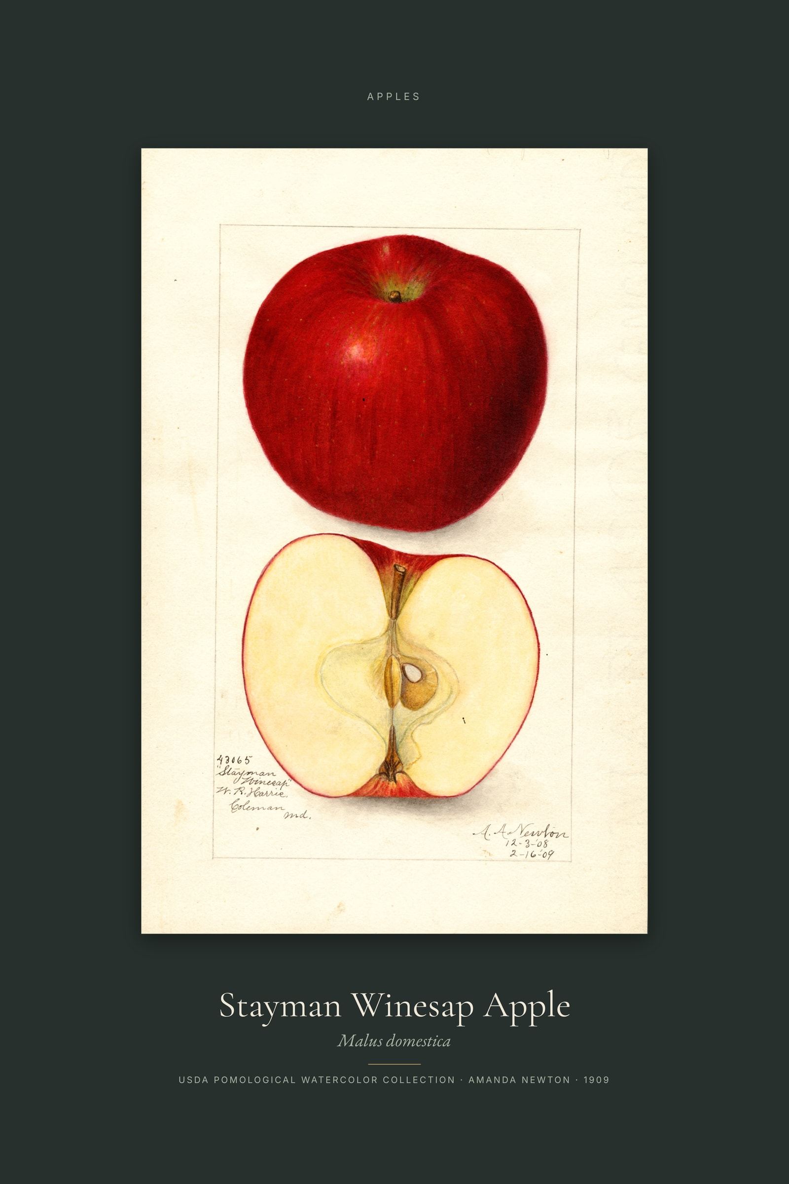 Stayman Winesap Apple — Specimen