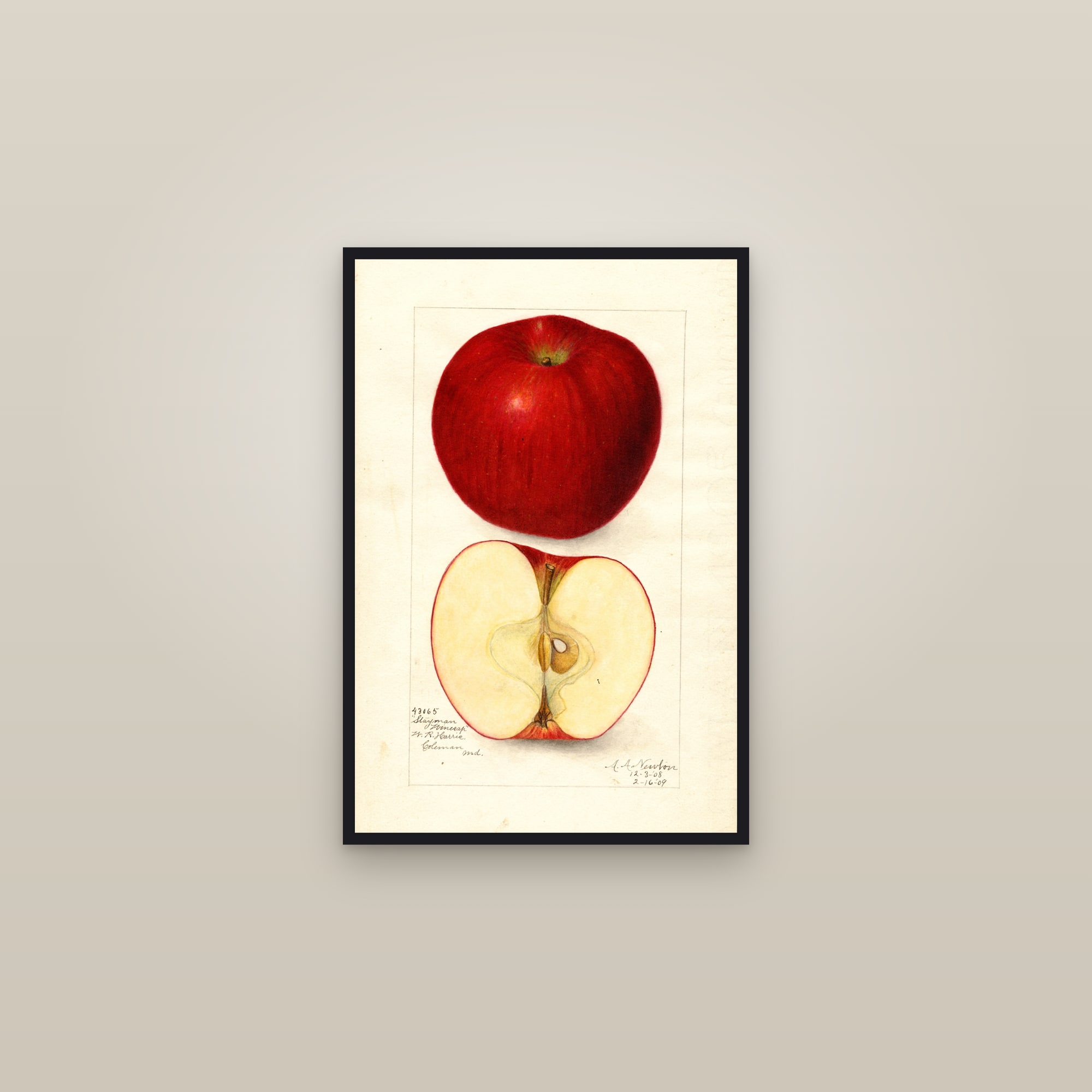 Stayman Winesap Apple — framed in a gallery setting