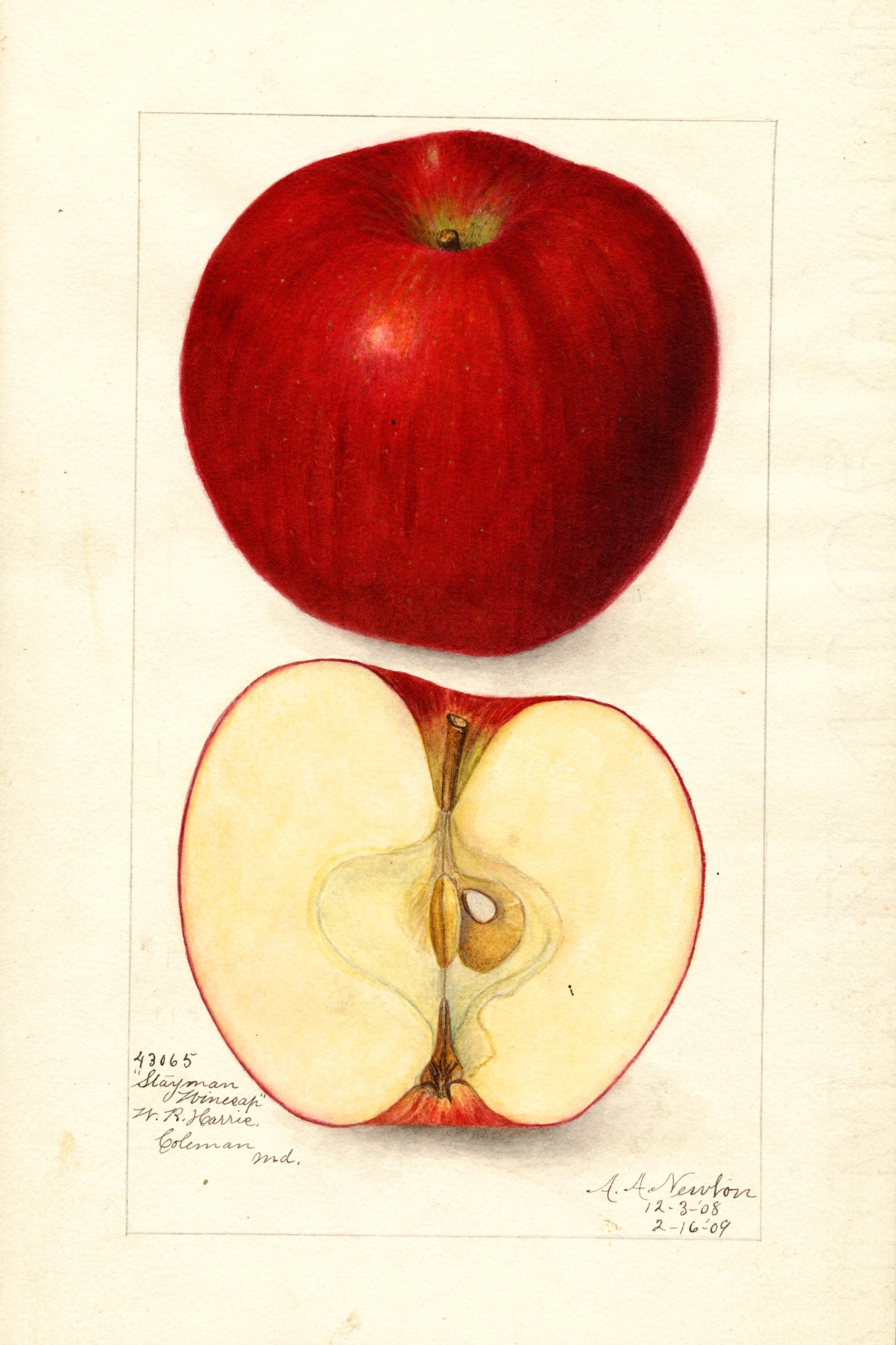 Stayman Winesap Apple