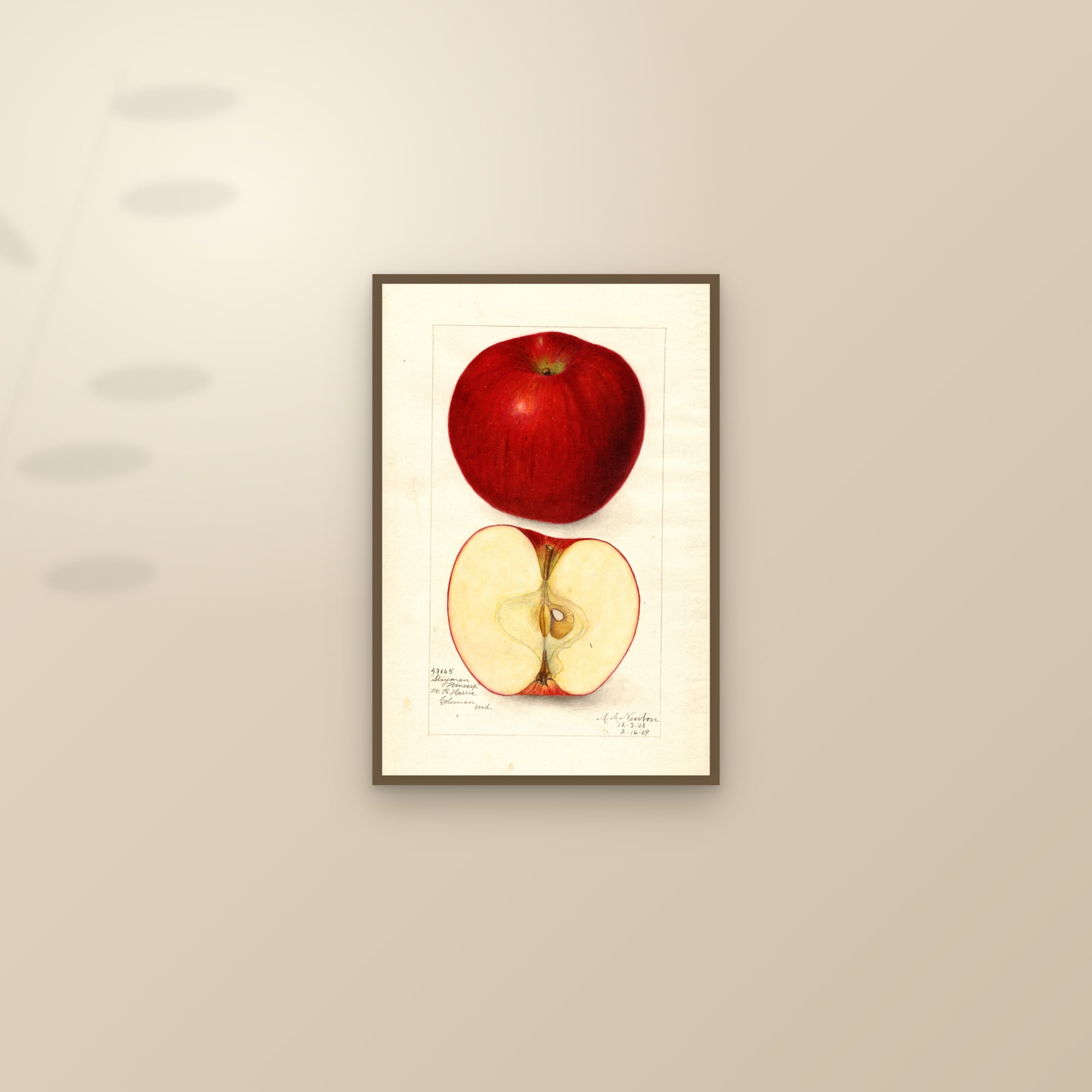 Stayman Winesap Apple — framed and styled on a sunlit wall