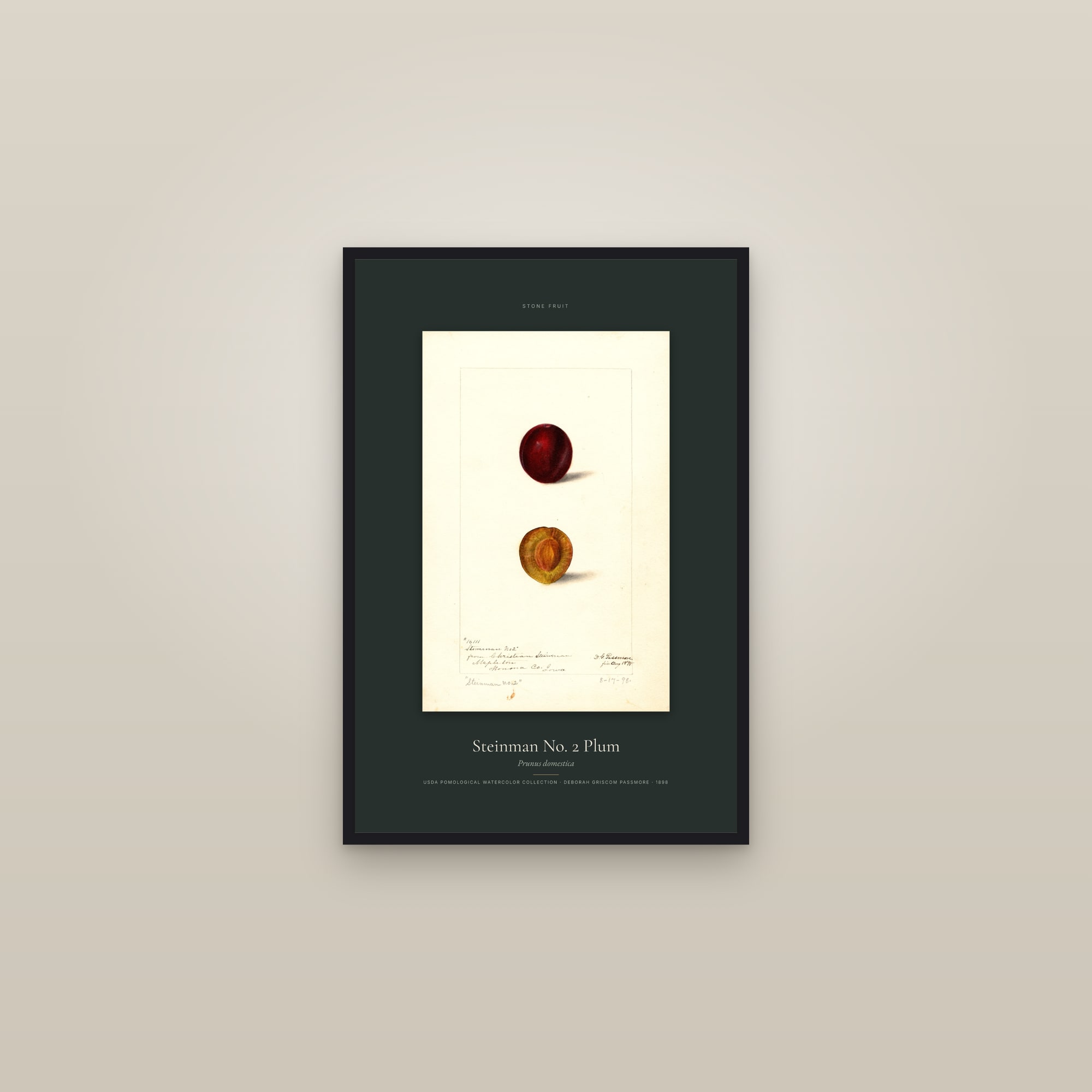 Steinman No. 2 Plum — Specimen — framed in a gallery setting