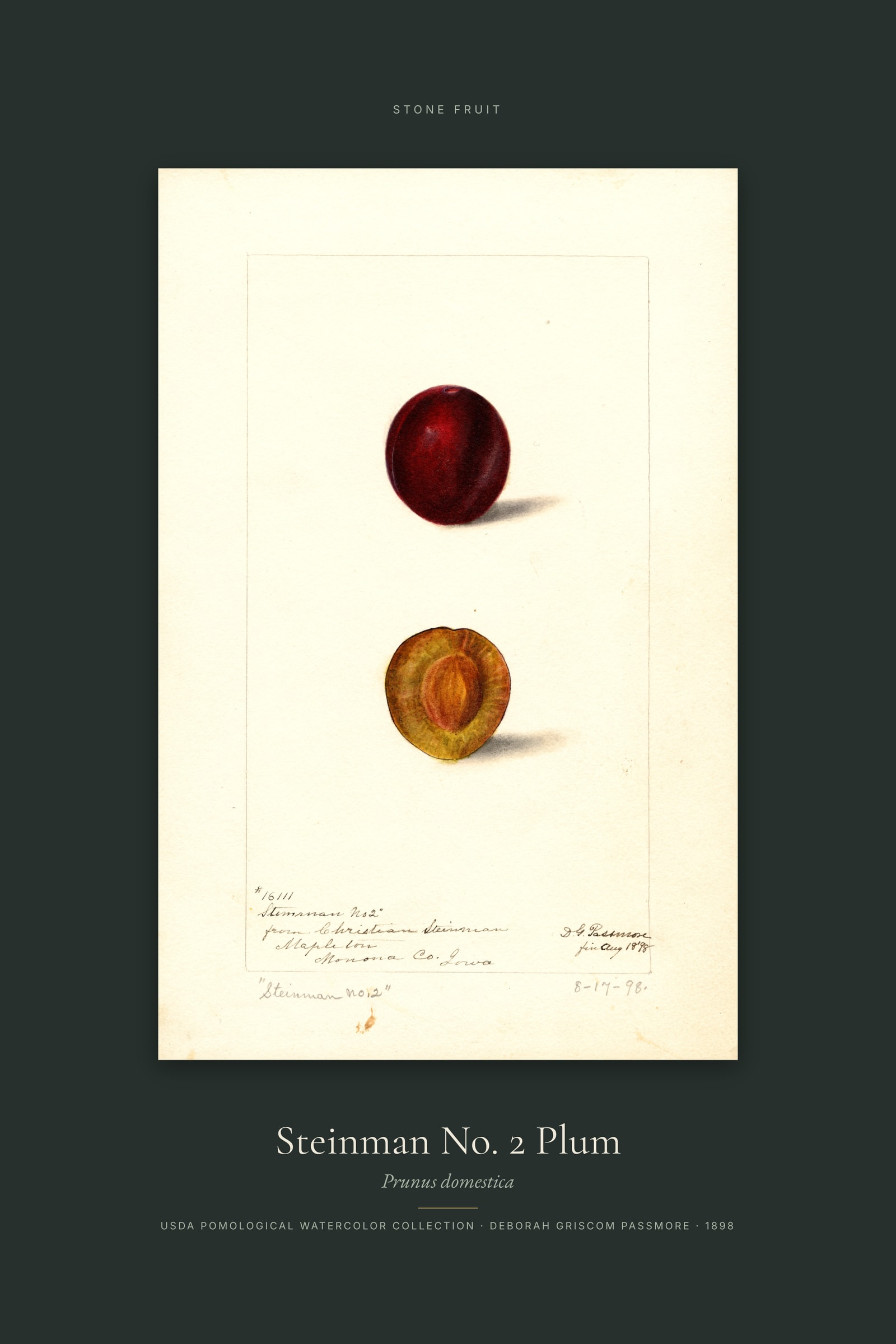 Steinman No. 2 Plum — Specimen