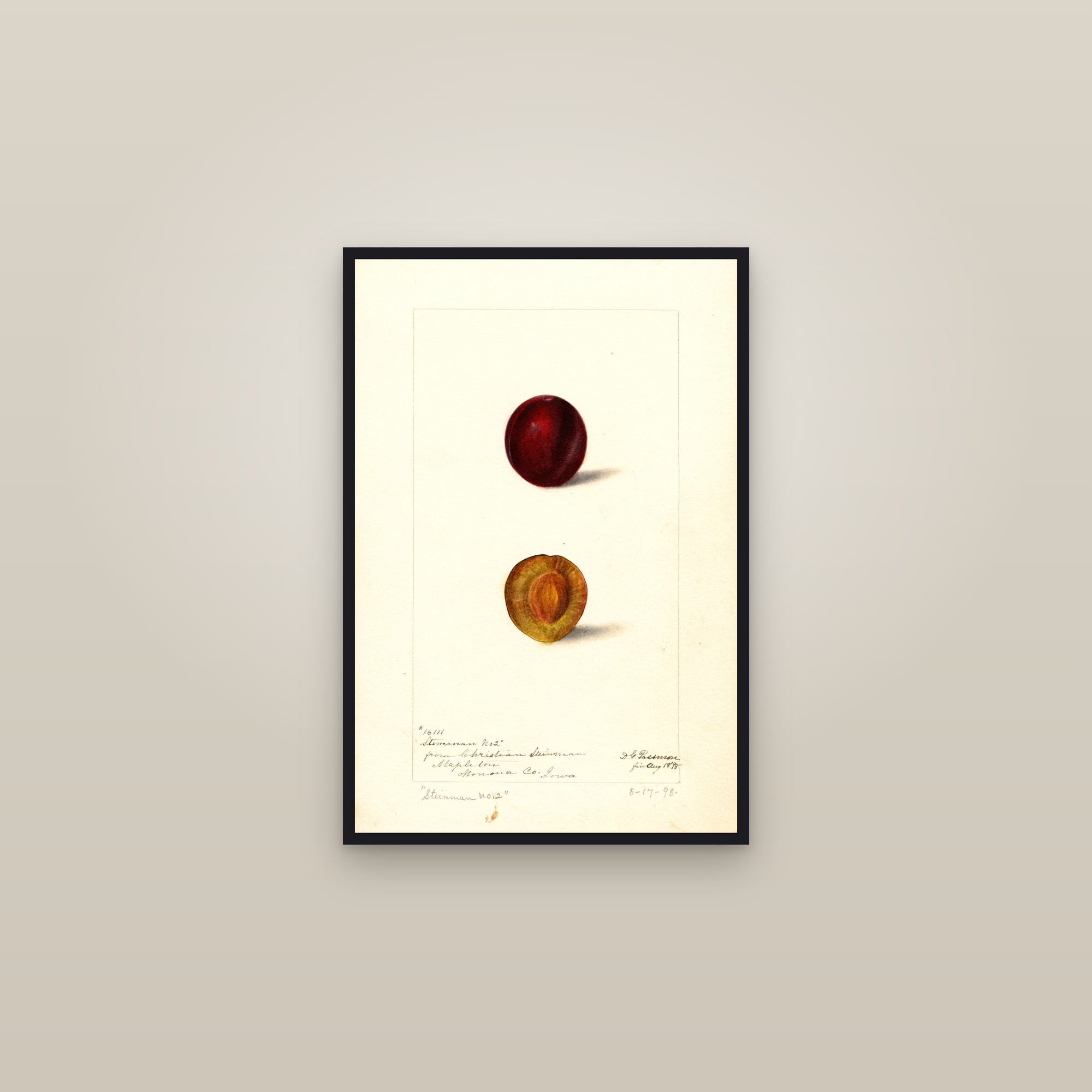 Steinman No. 2 Plum — framed in a gallery setting
