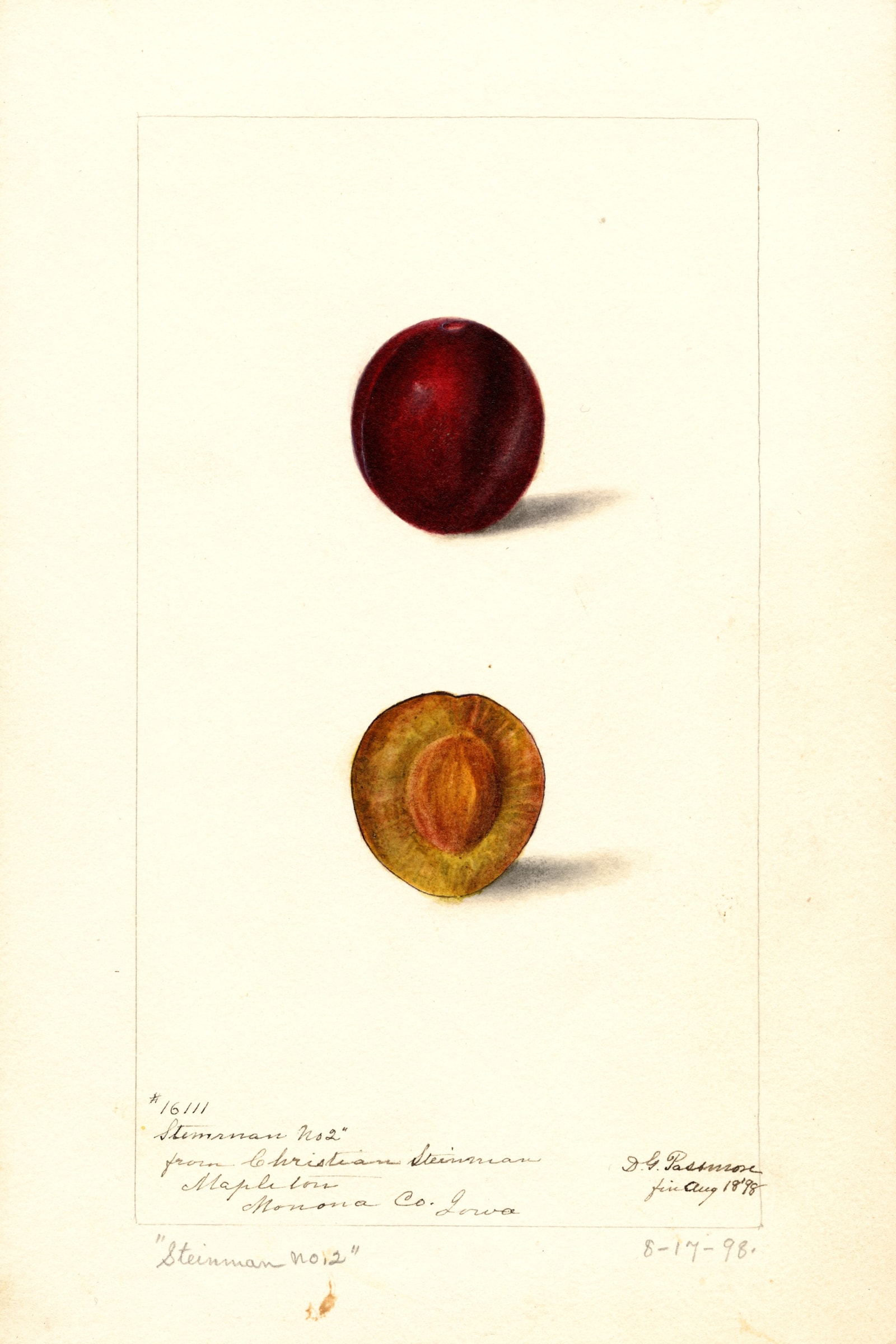 Steinman No. 2 Plum