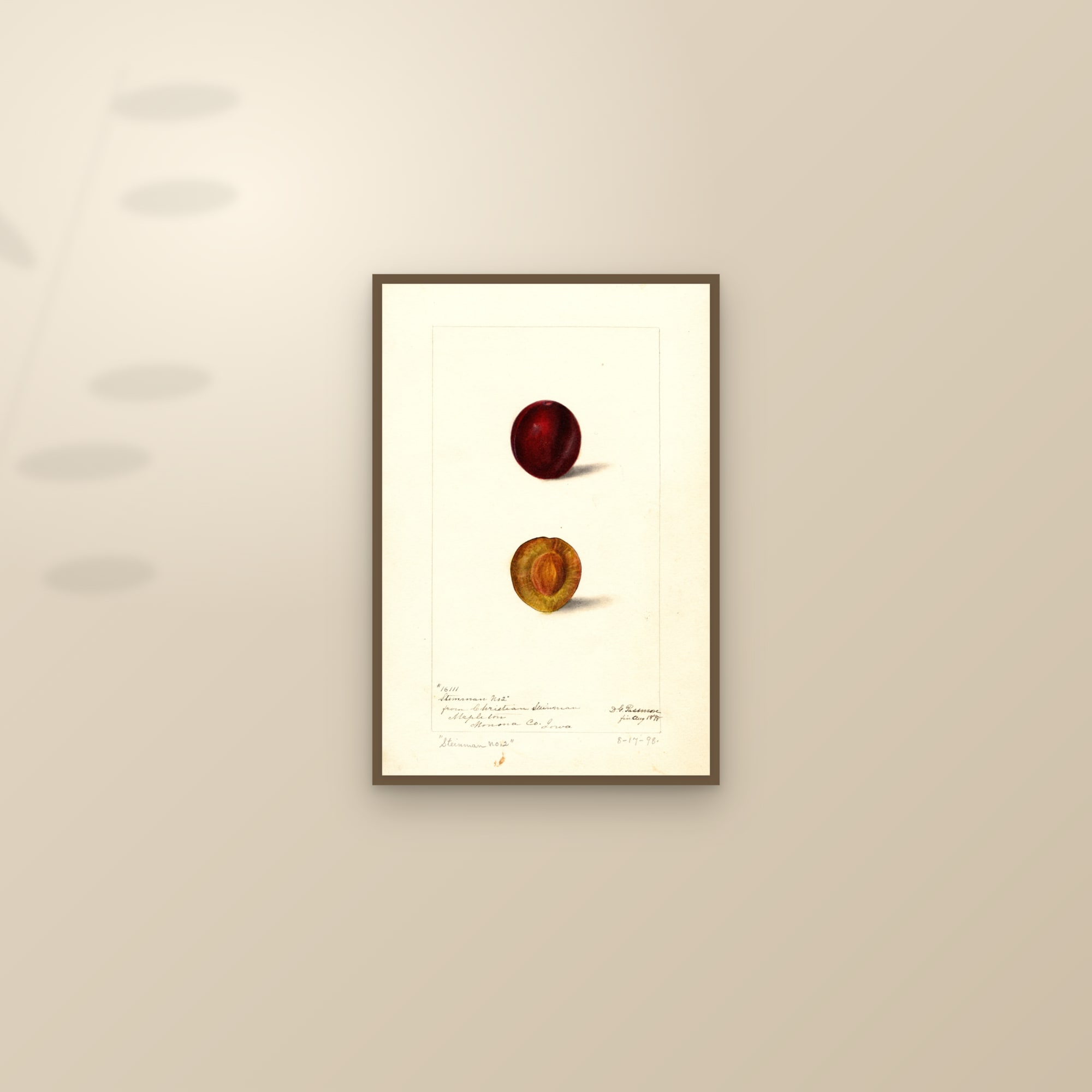 Steinman No. 2 Plum — framed and styled on a sunlit wall