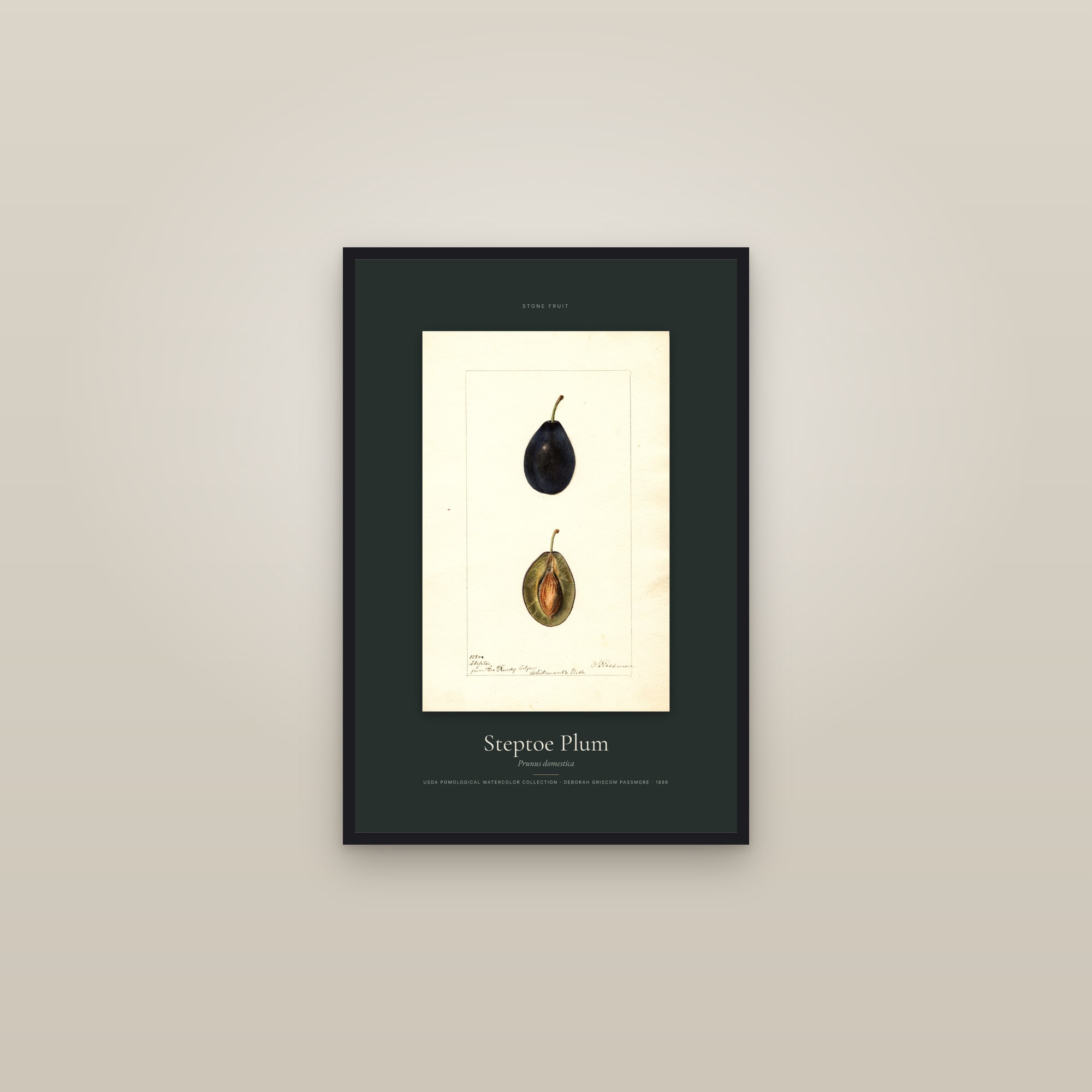 Steptoe Plum — Specimen — framed in a gallery setting
