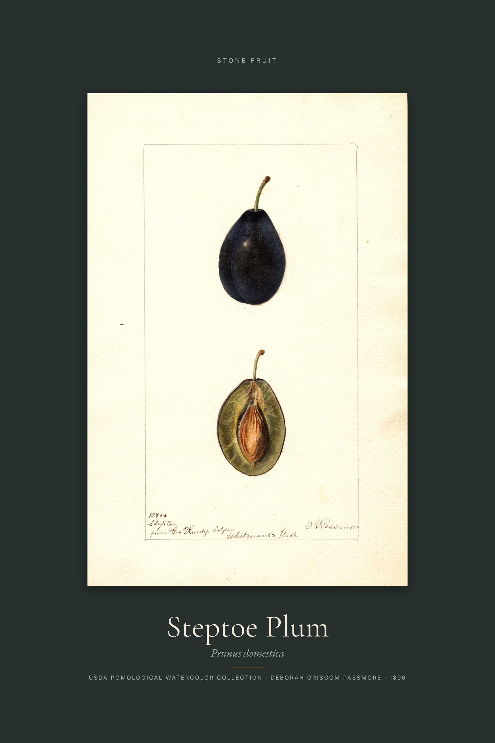 Steptoe Plum — Specimen
