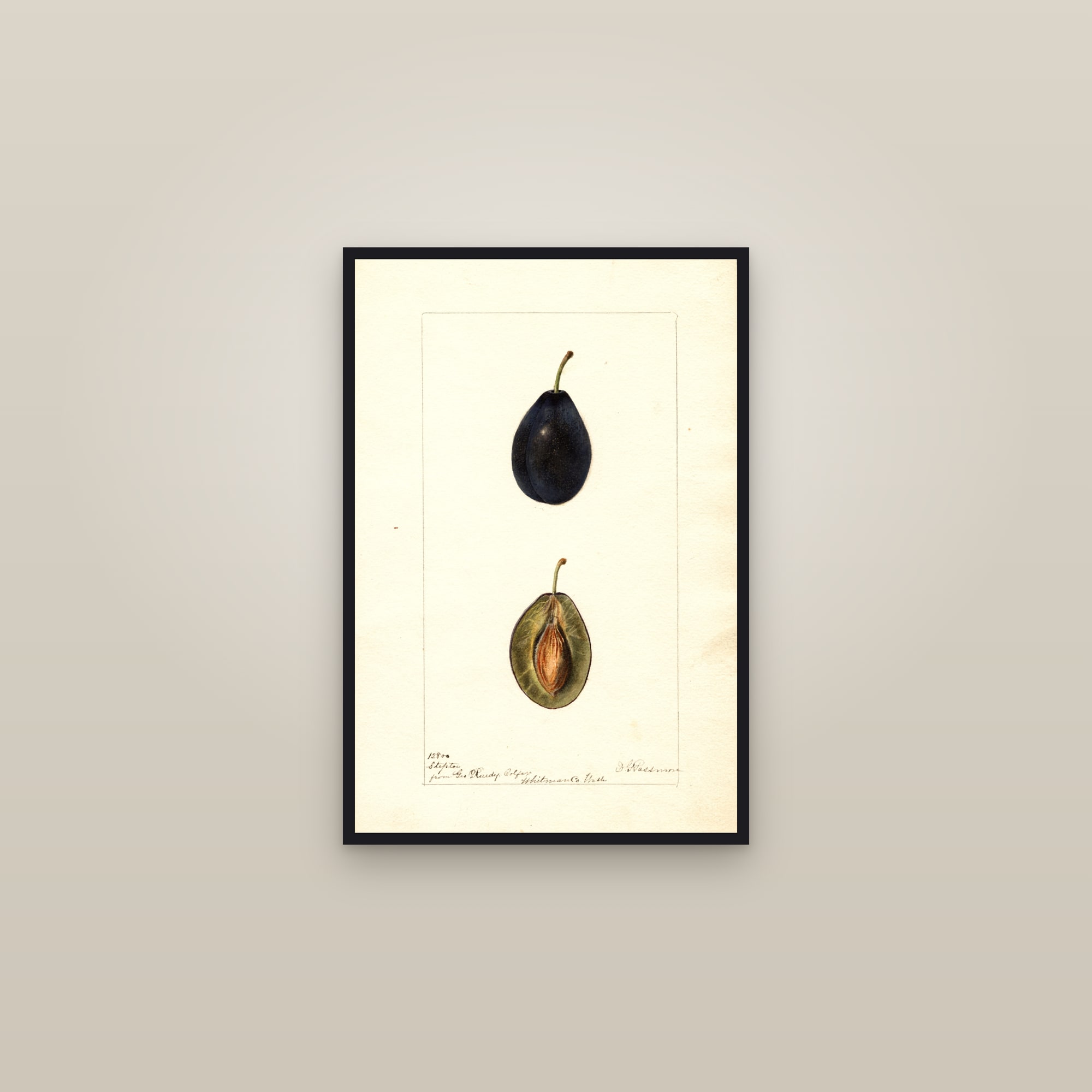 Steptoe Plum — framed in a gallery setting