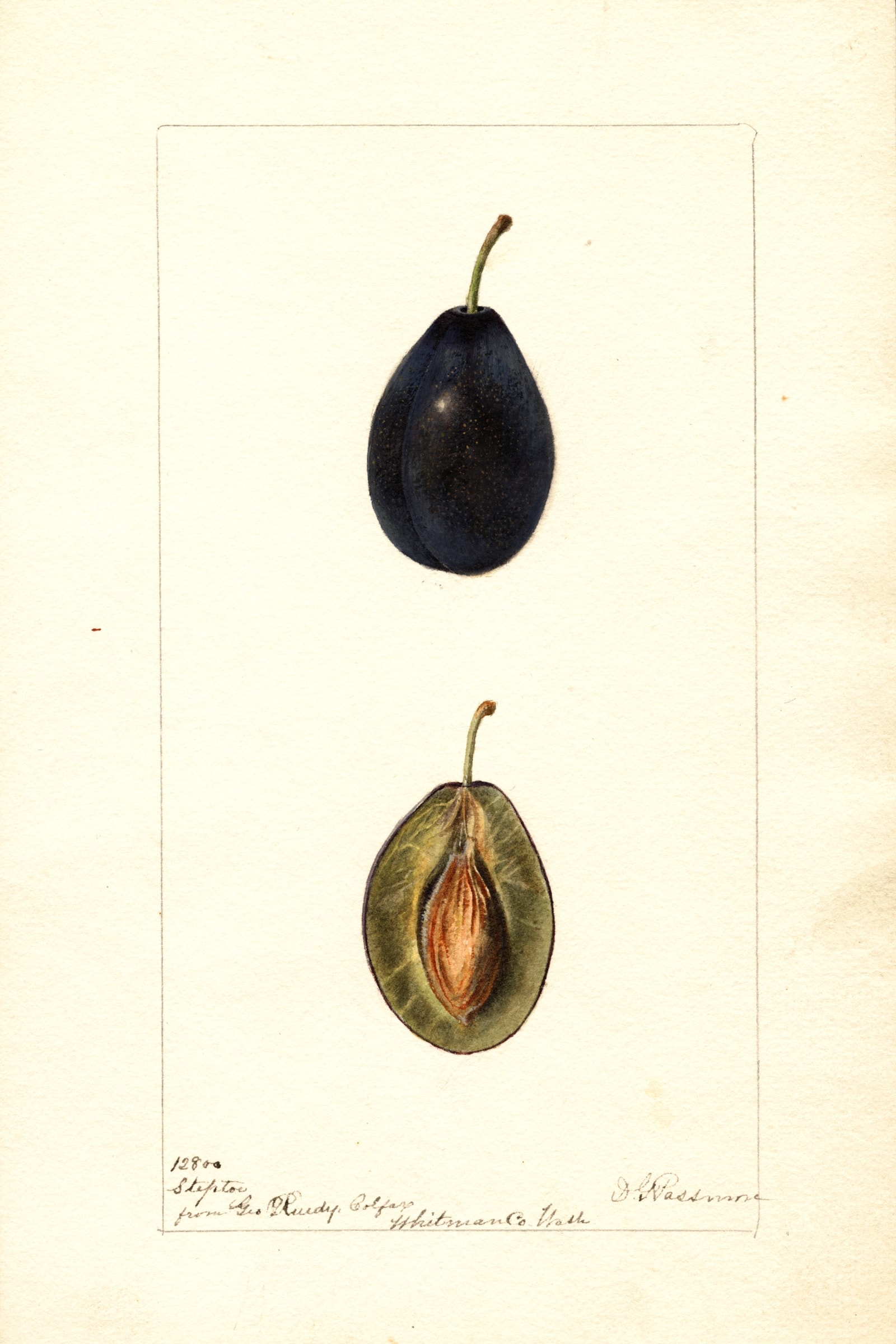 Steptoe Plum