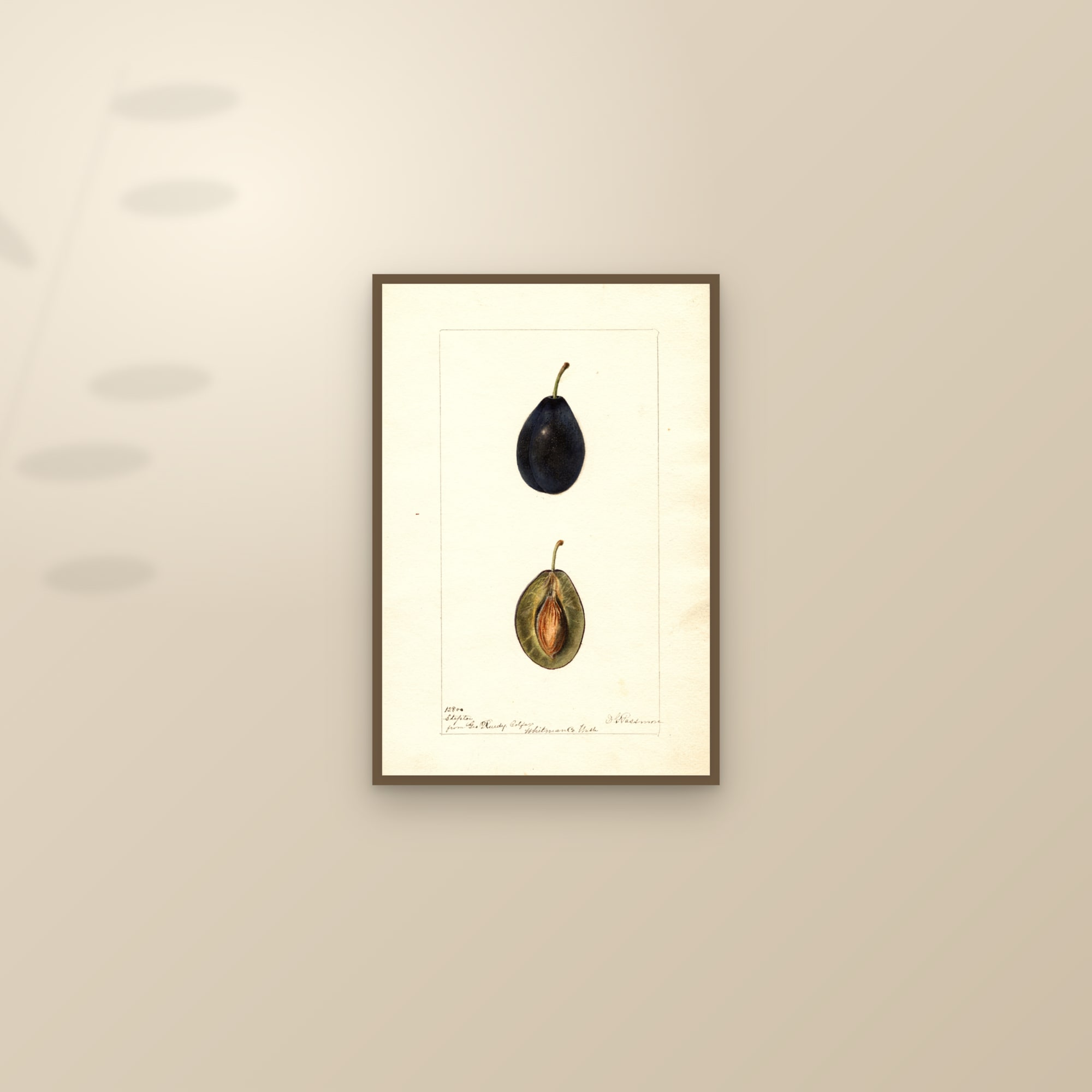 Steptoe Plum — framed and styled on a sunlit wall