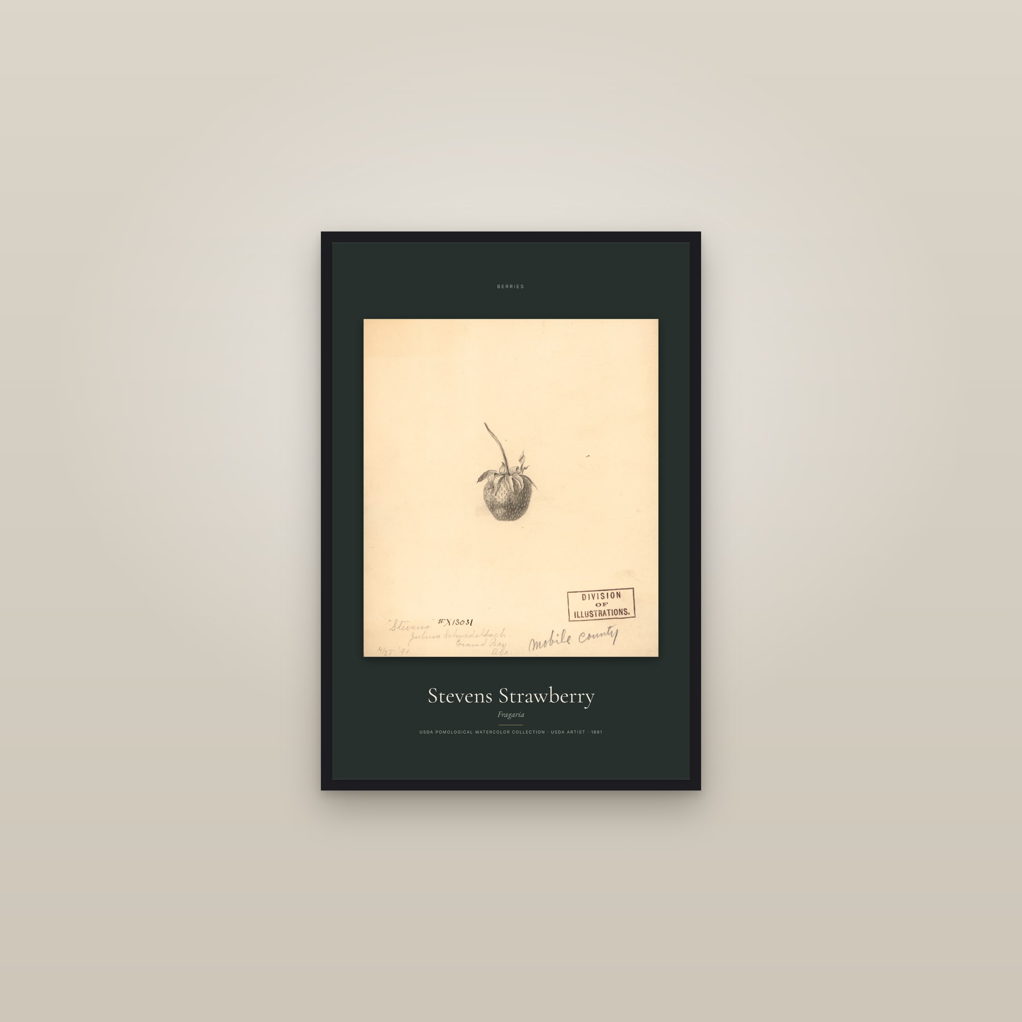 Stevens Strawberry — Specimen — framed in a gallery setting