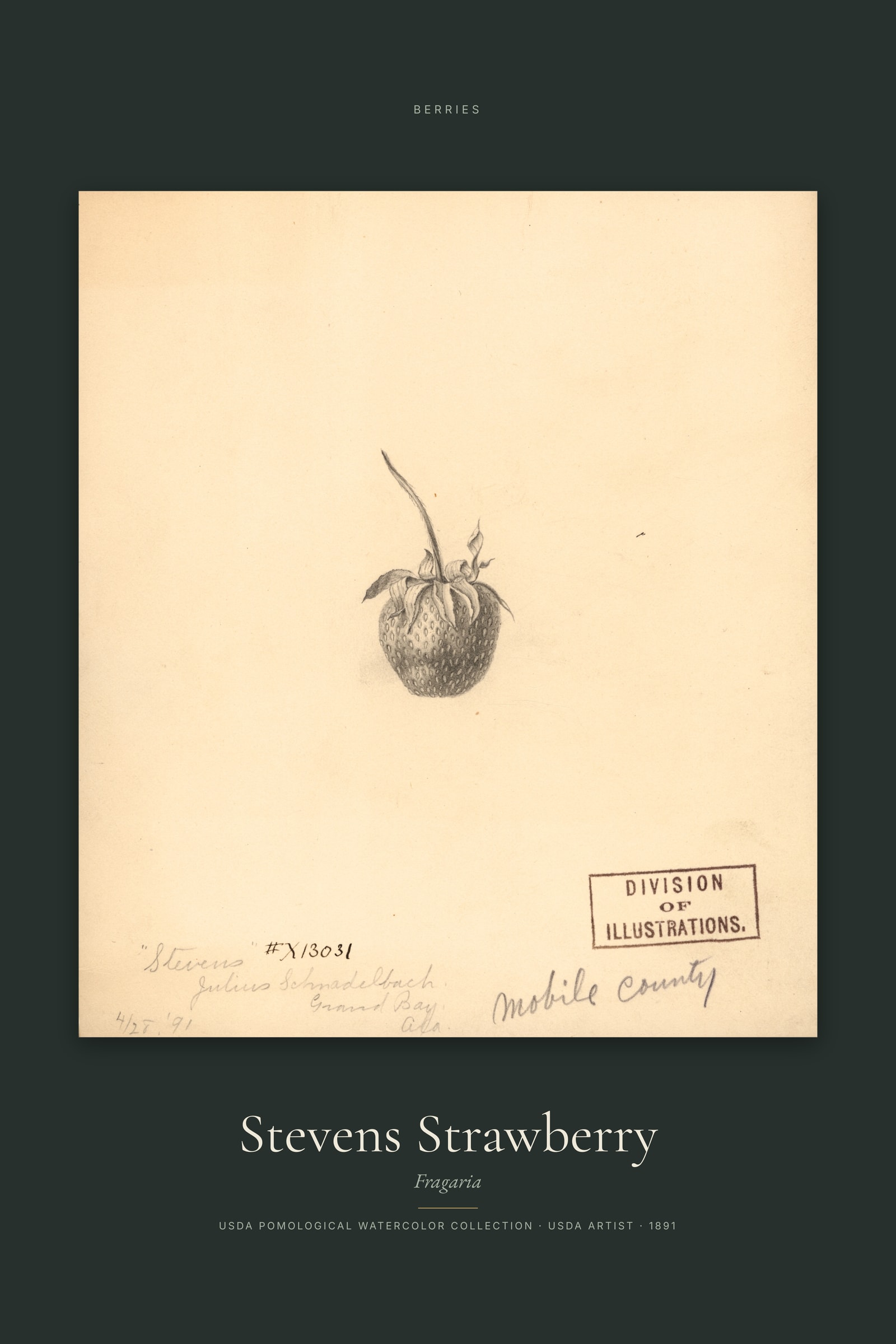Stevens Strawberry — Specimen
