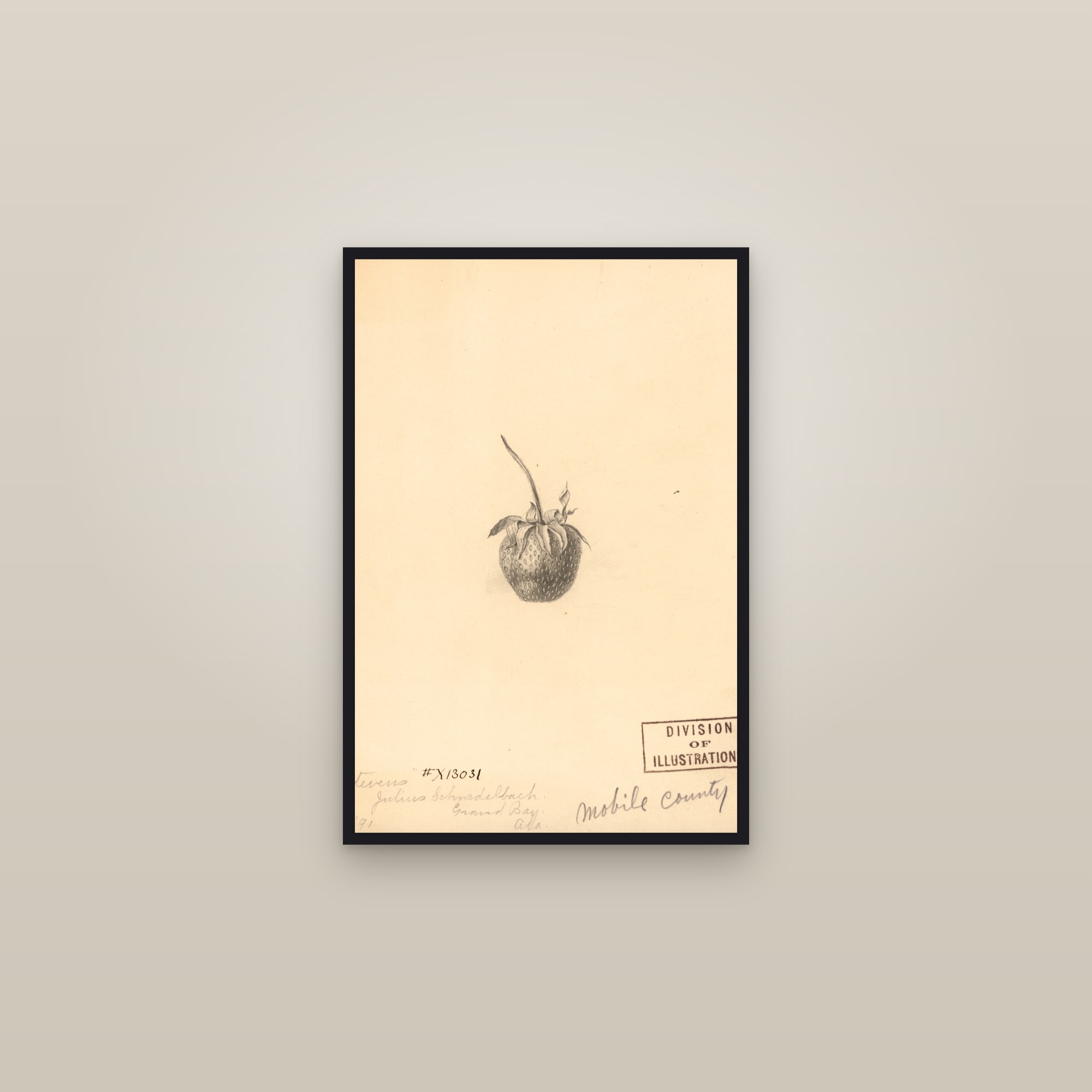 Stevens Strawberry — framed in a gallery setting