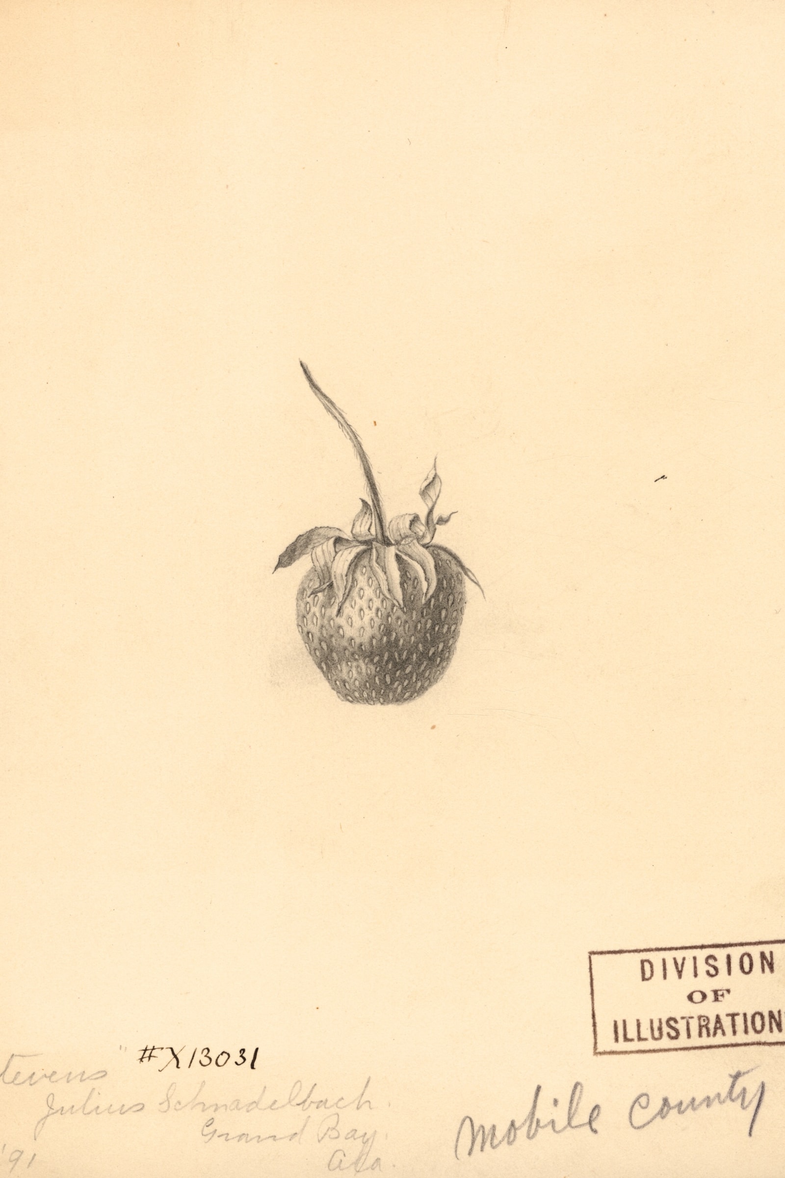 Stevens Strawberry