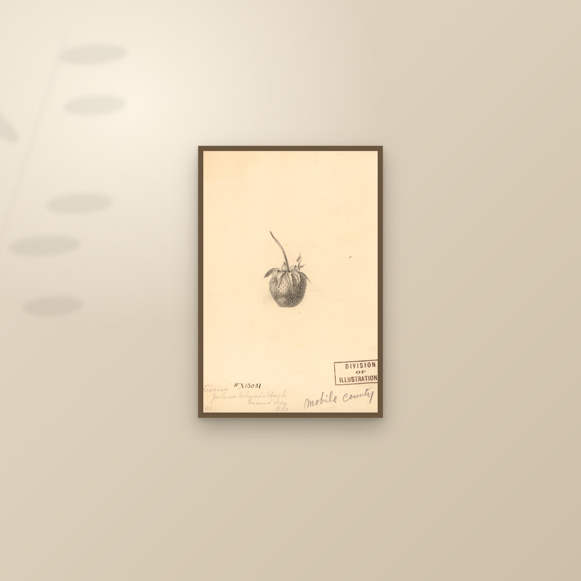 Stevens Strawberry — framed and styled on a sunlit wall