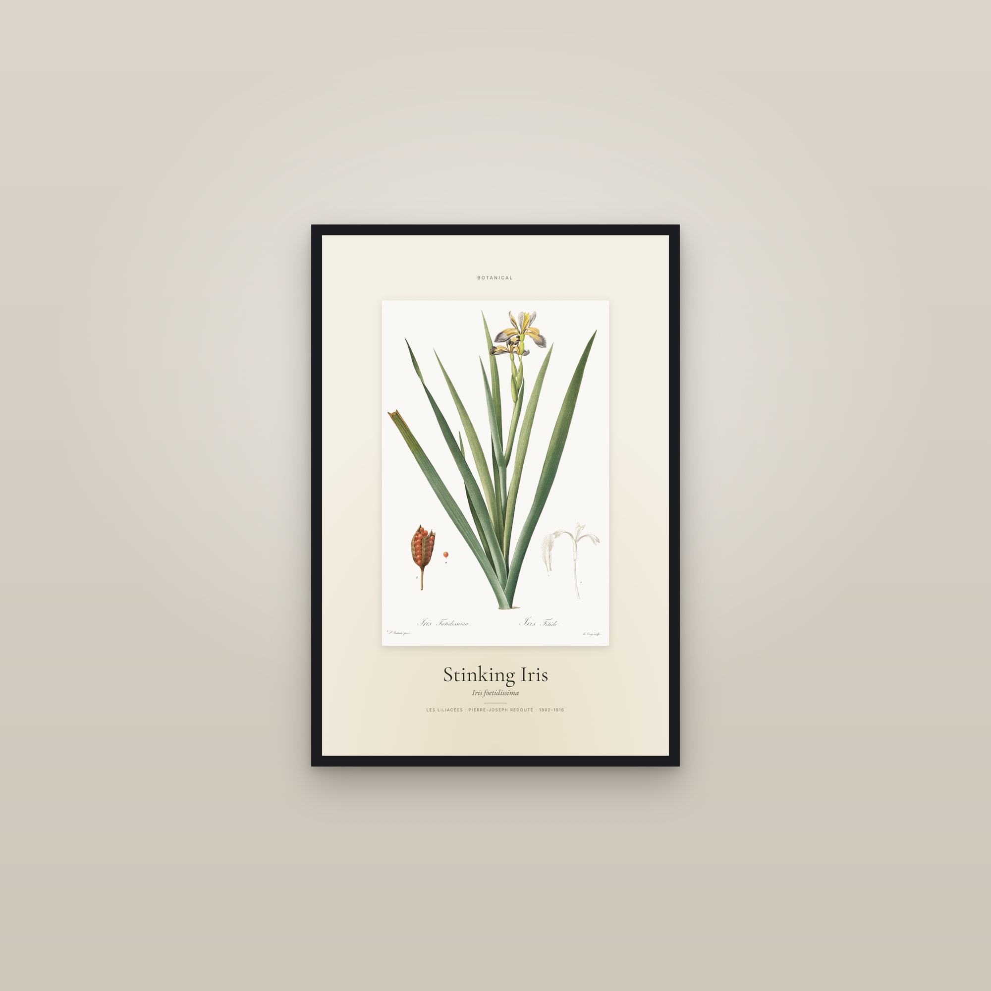 Stinking Iris — Specimen — framed in a gallery setting