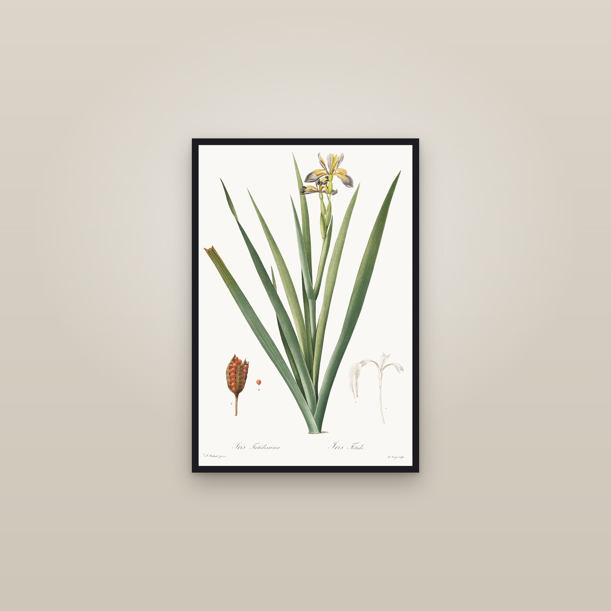 Stinking Iris — framed in a gallery setting