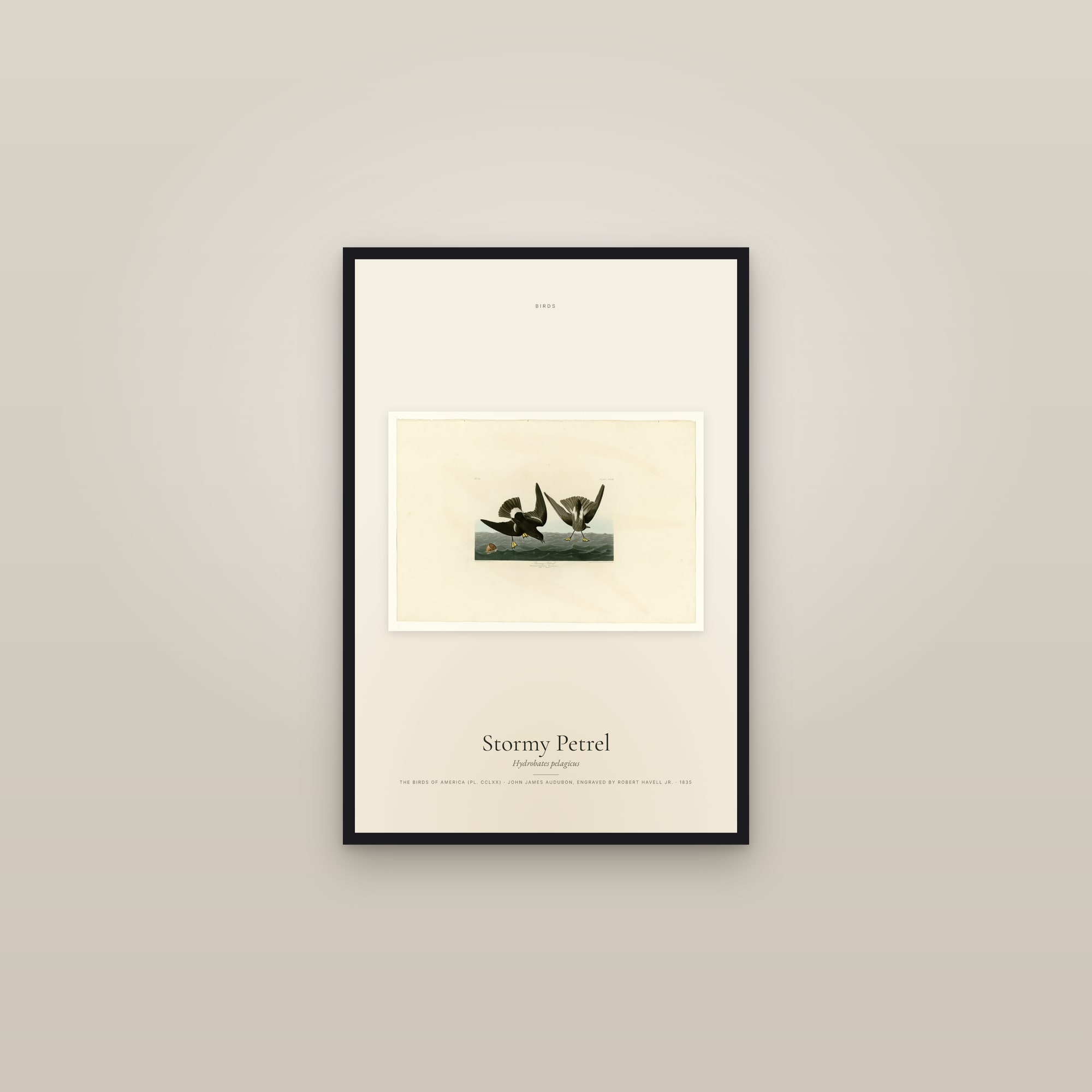Stormy Petrel — framed in a gallery setting