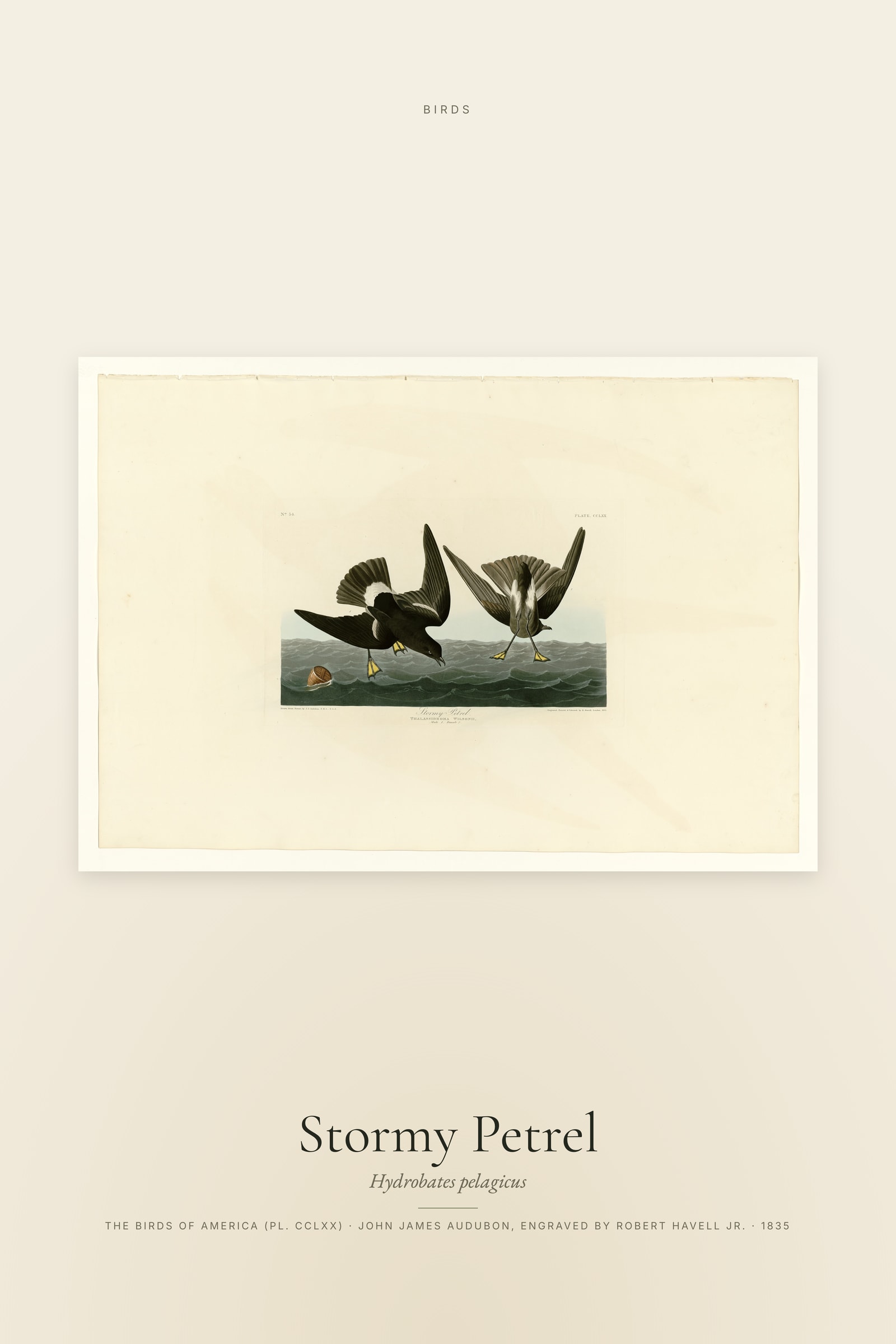 Stormy Petrel