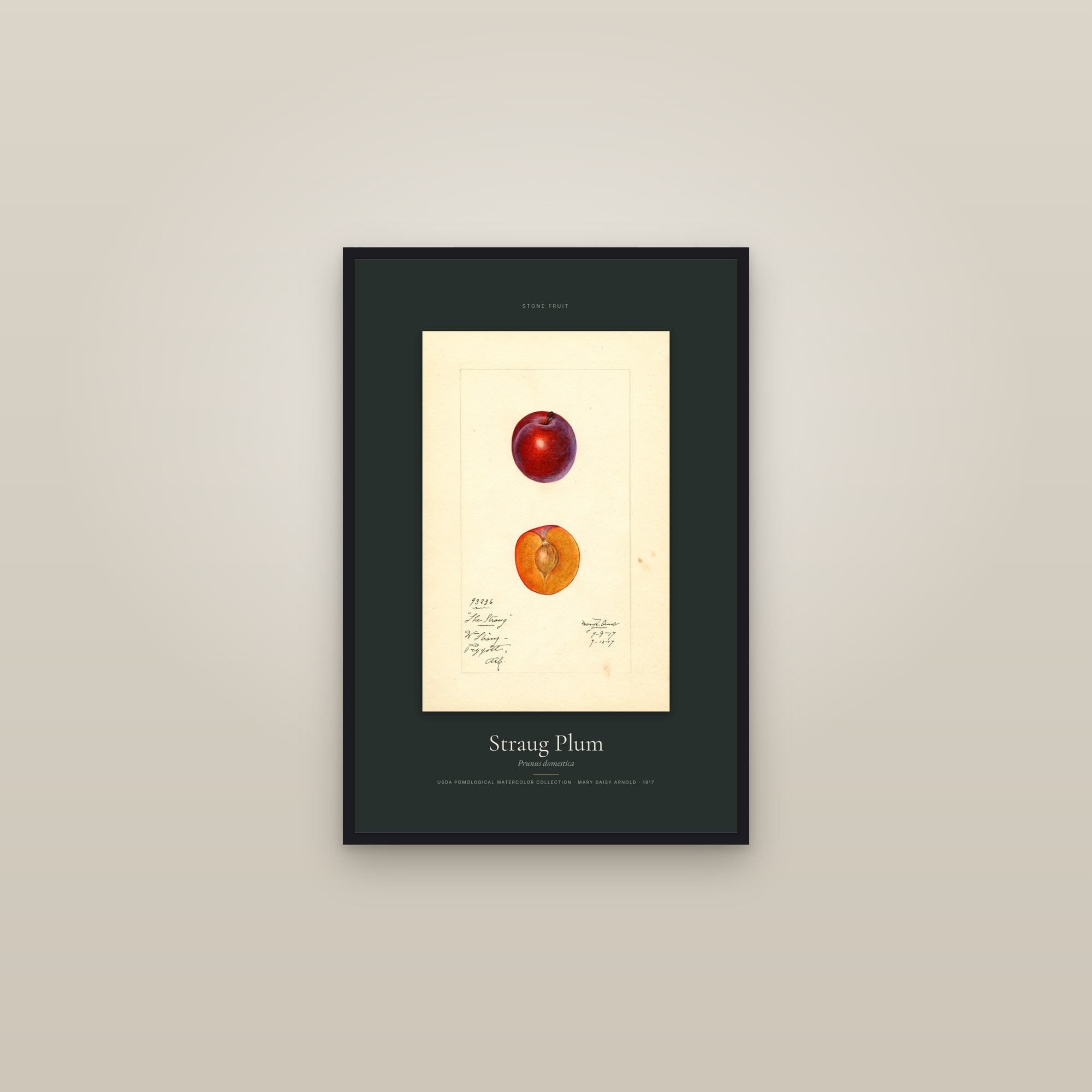 Straug Plum — Specimen — framed in a gallery setting