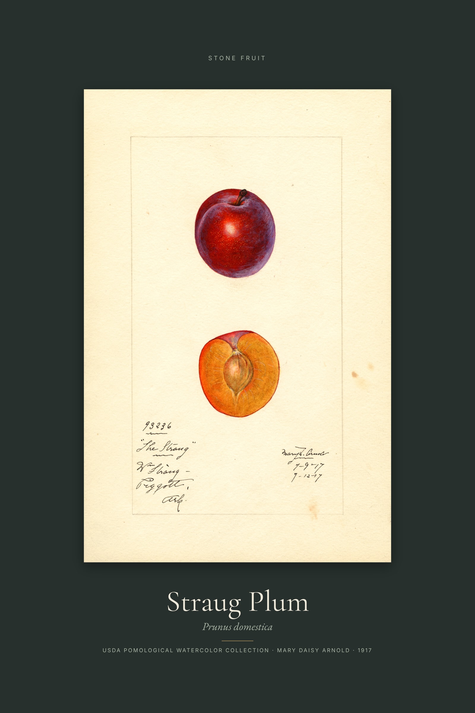 Straug Plum — Specimen