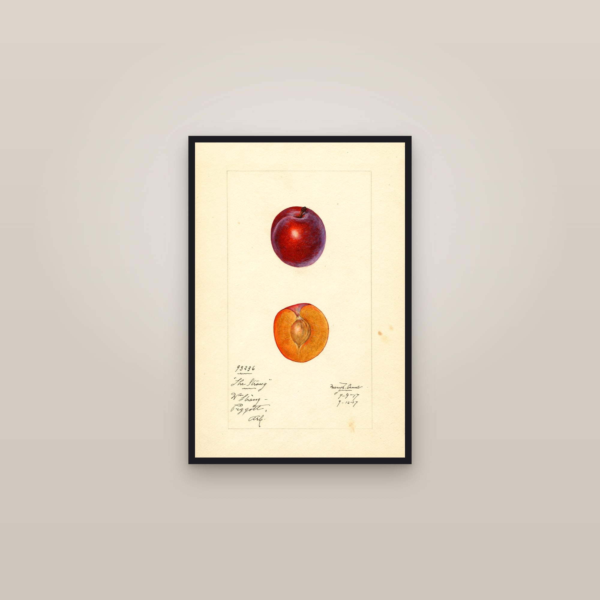 Straug Plum — framed in a gallery setting