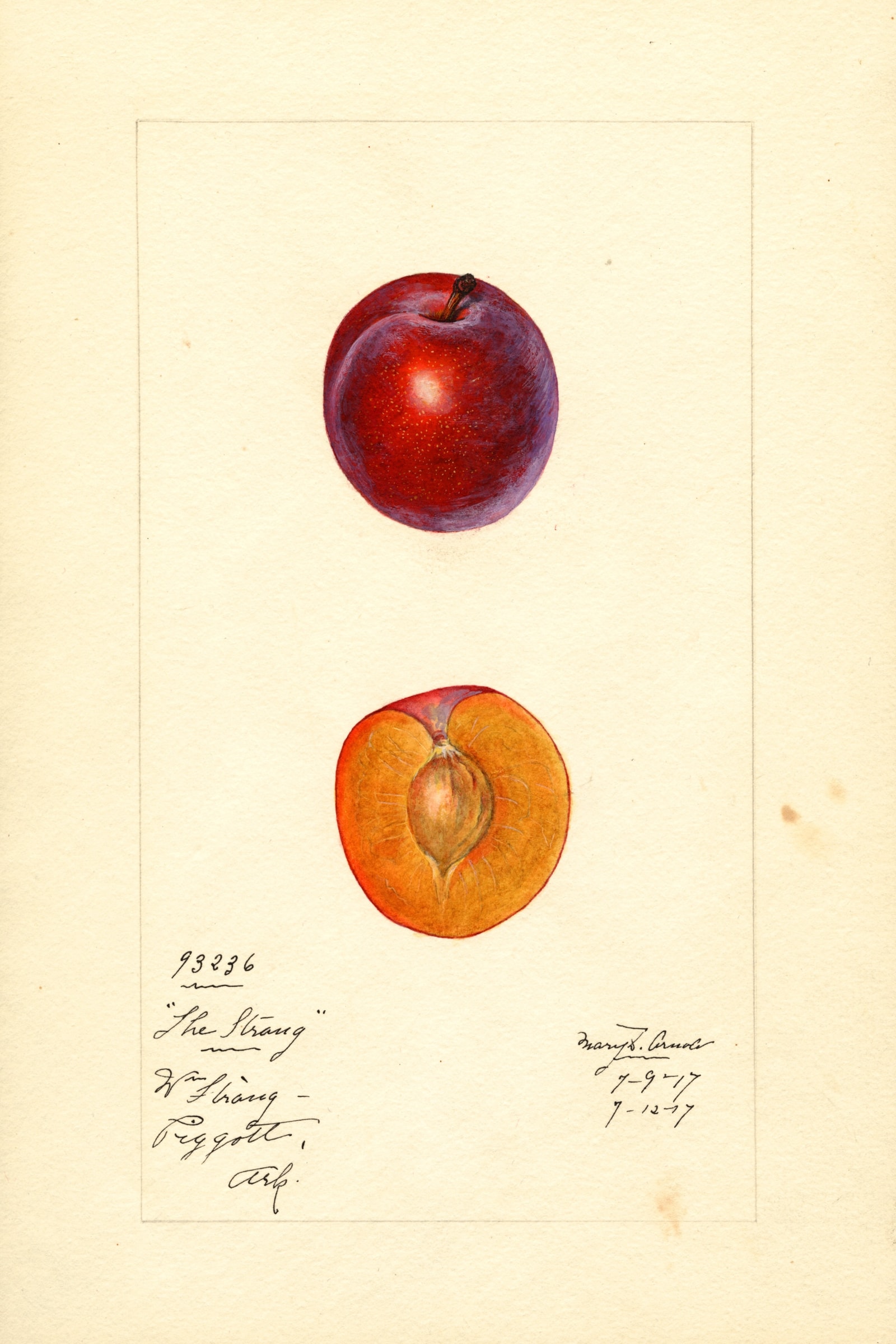 Straug Plum