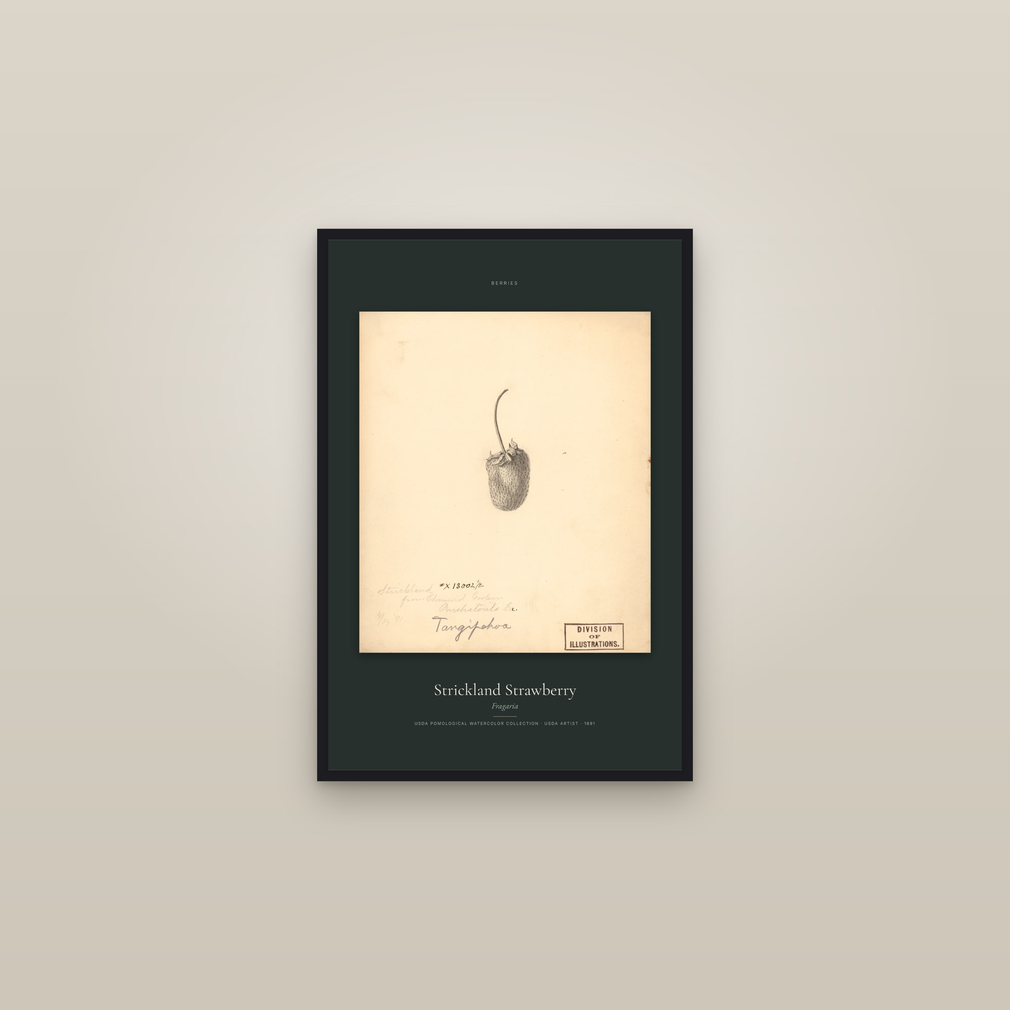 Strickland Strawberry — Specimen — framed in a gallery setting