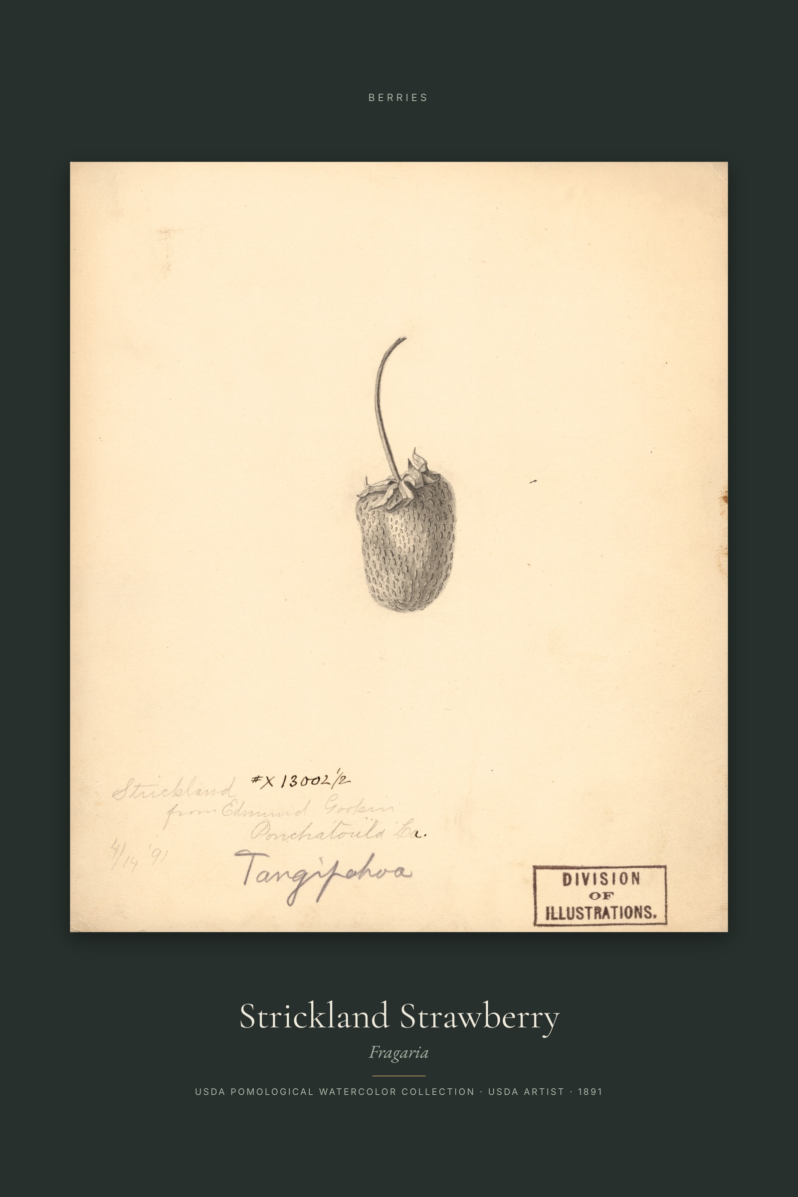 Strickland Strawberry — Specimen