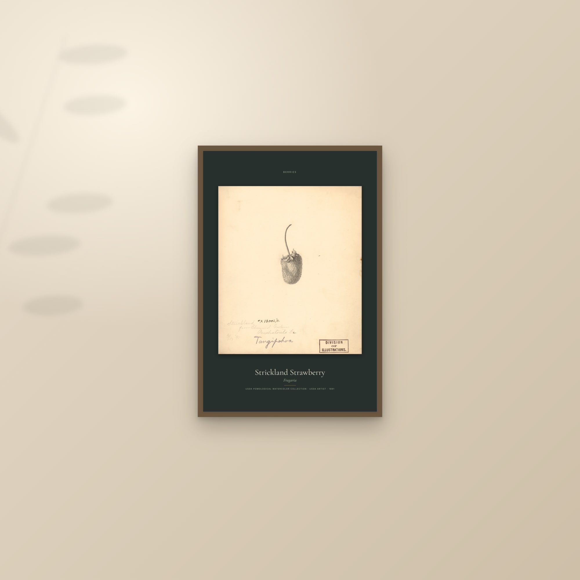 Strickland Strawberry — Specimen — framed and styled on a sunlit wall