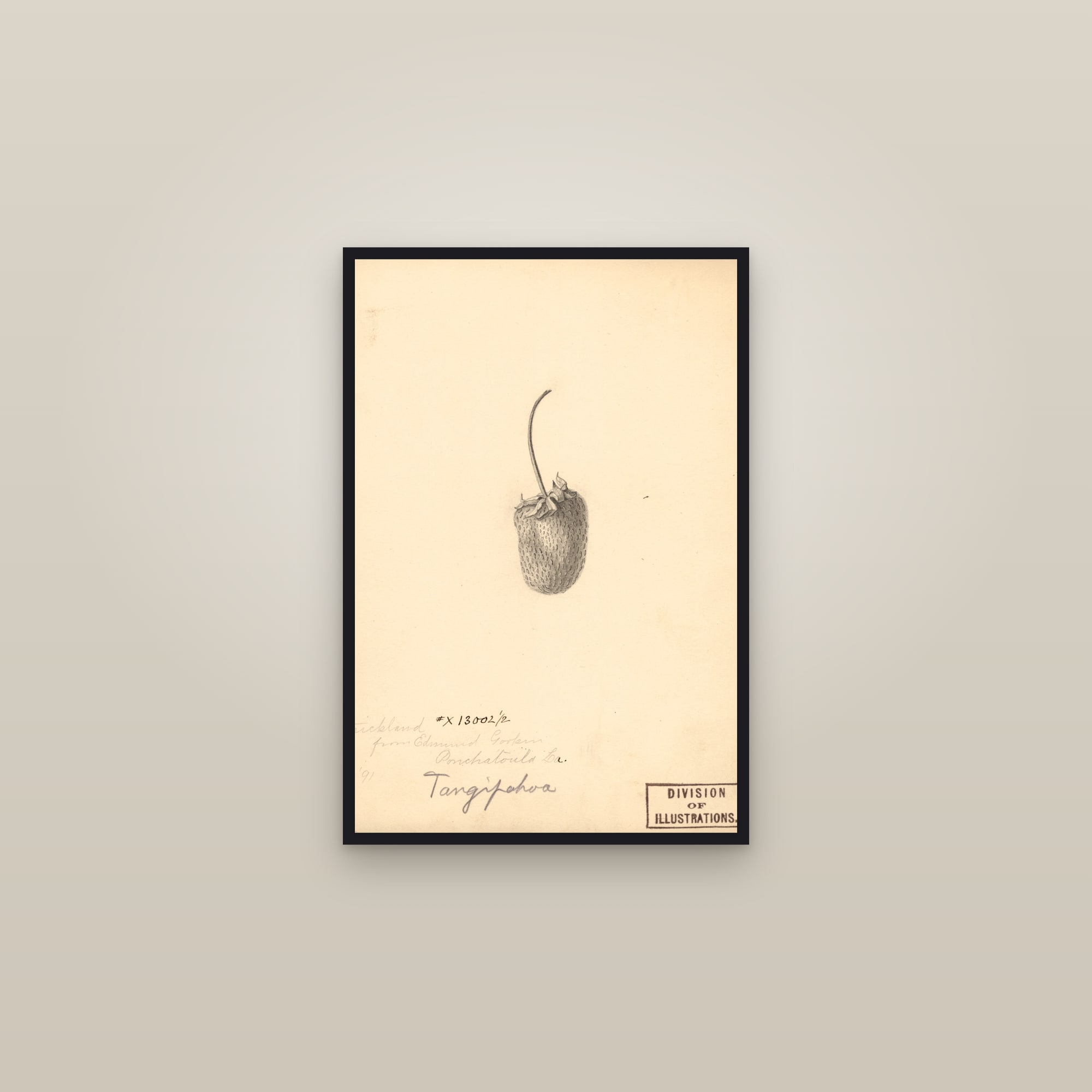 Strickland Strawberry — framed in a gallery setting