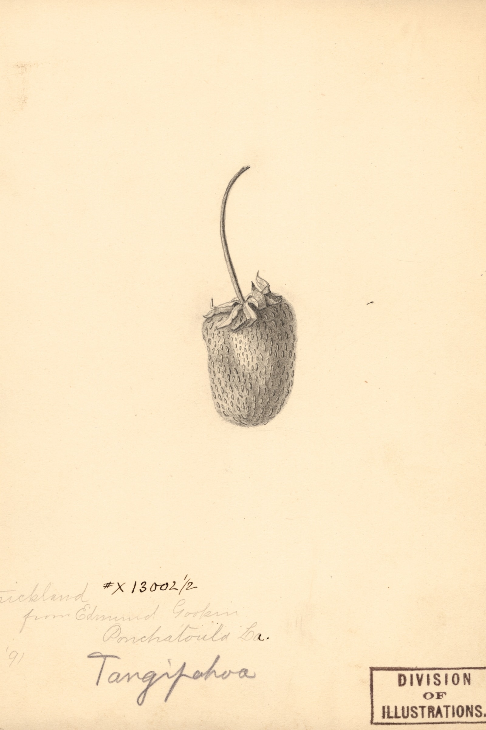 Strickland Strawberry