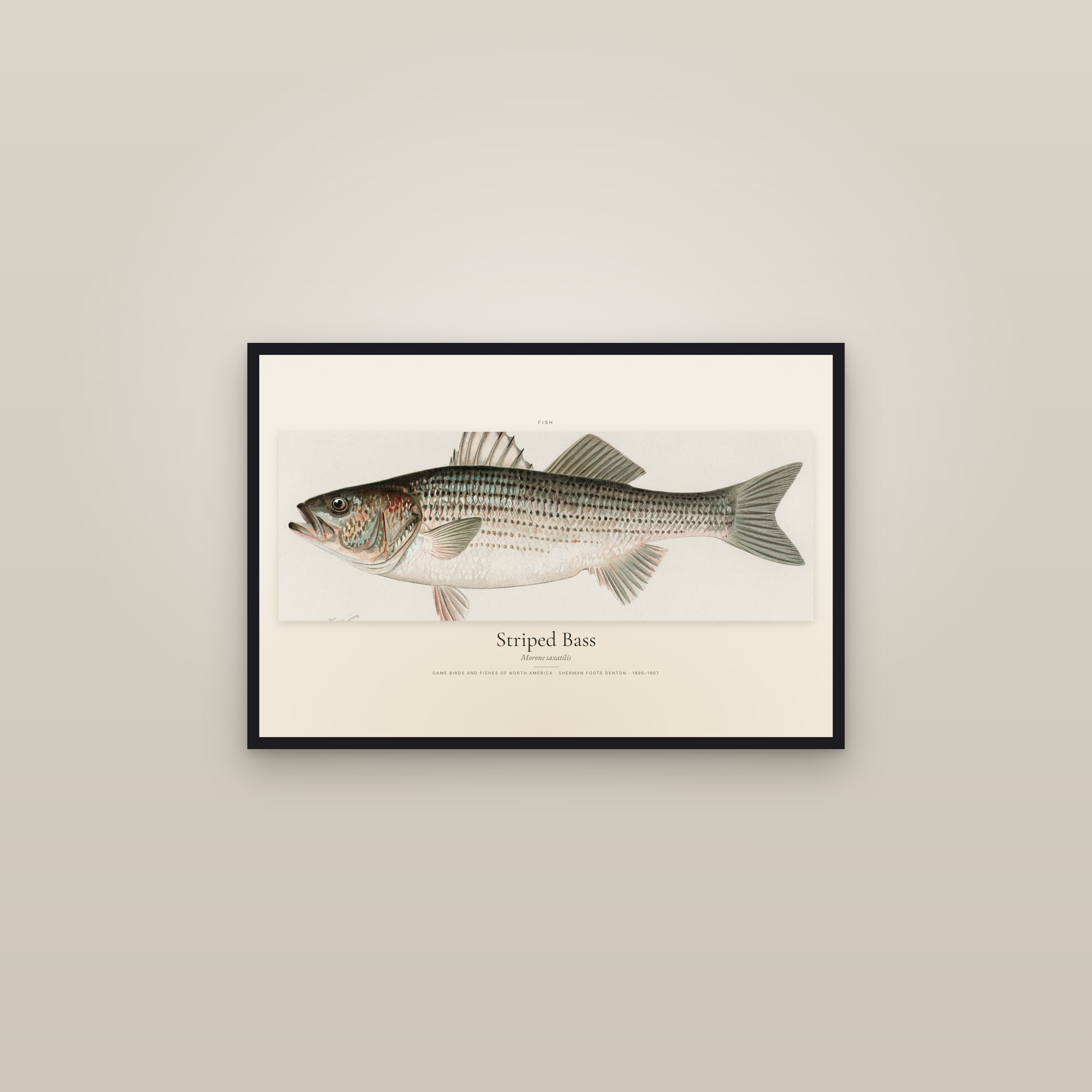Striped Bass — framed in a gallery setting