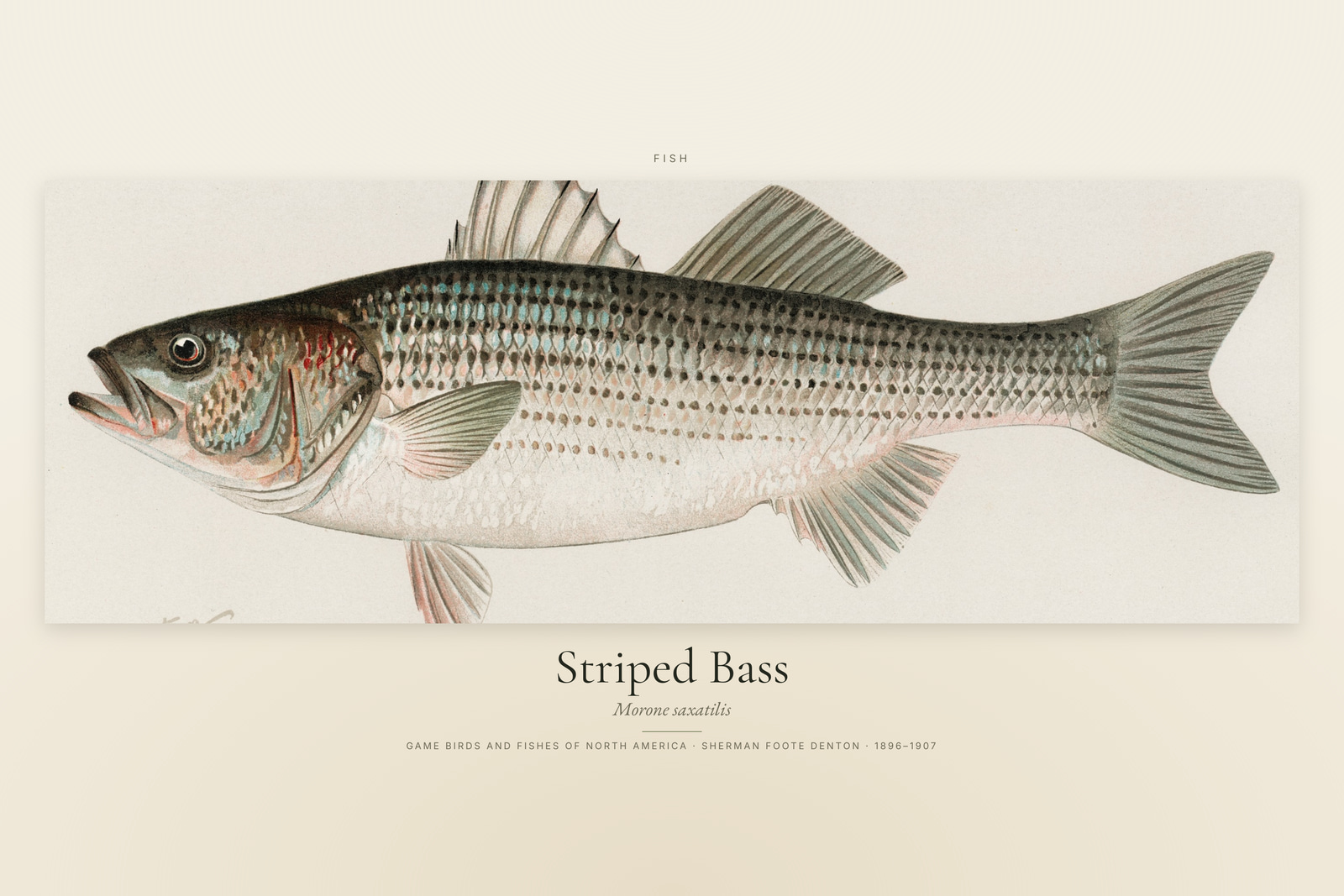 Striped Bass