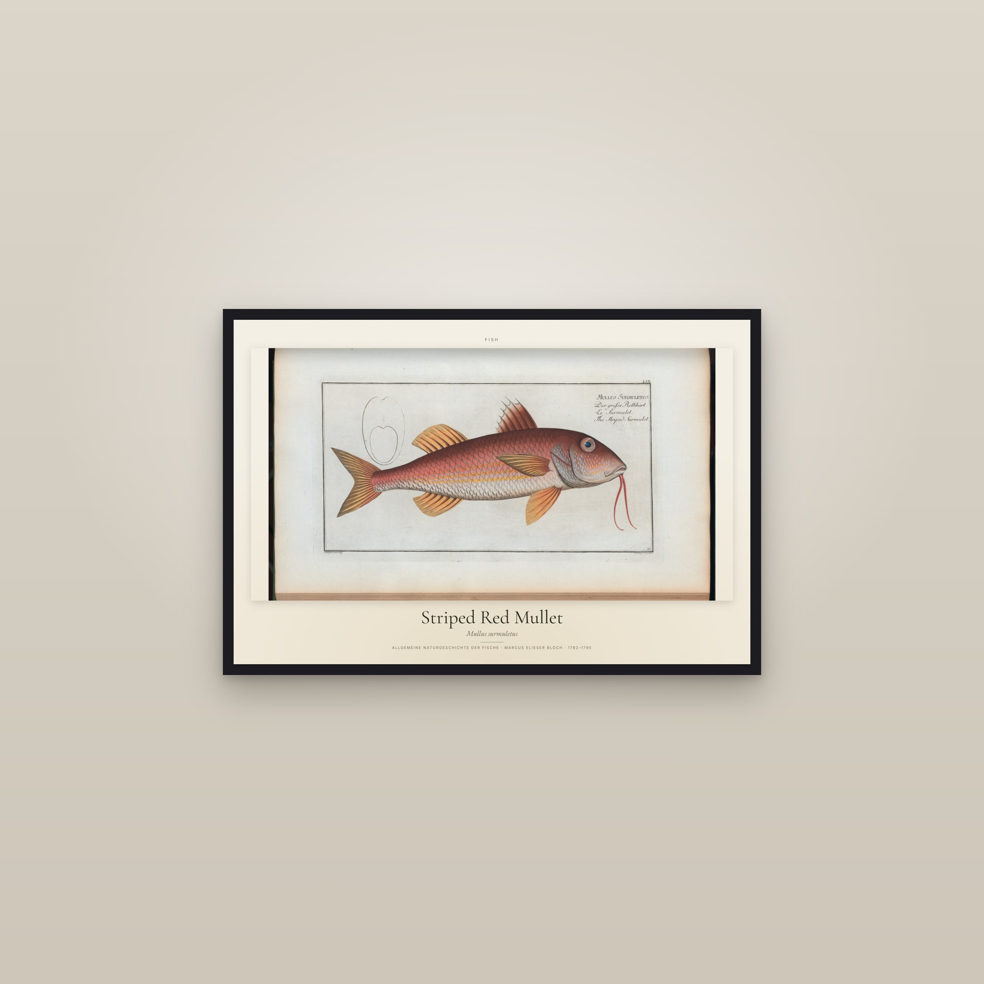 Striped Red Mullet — framed in a gallery setting