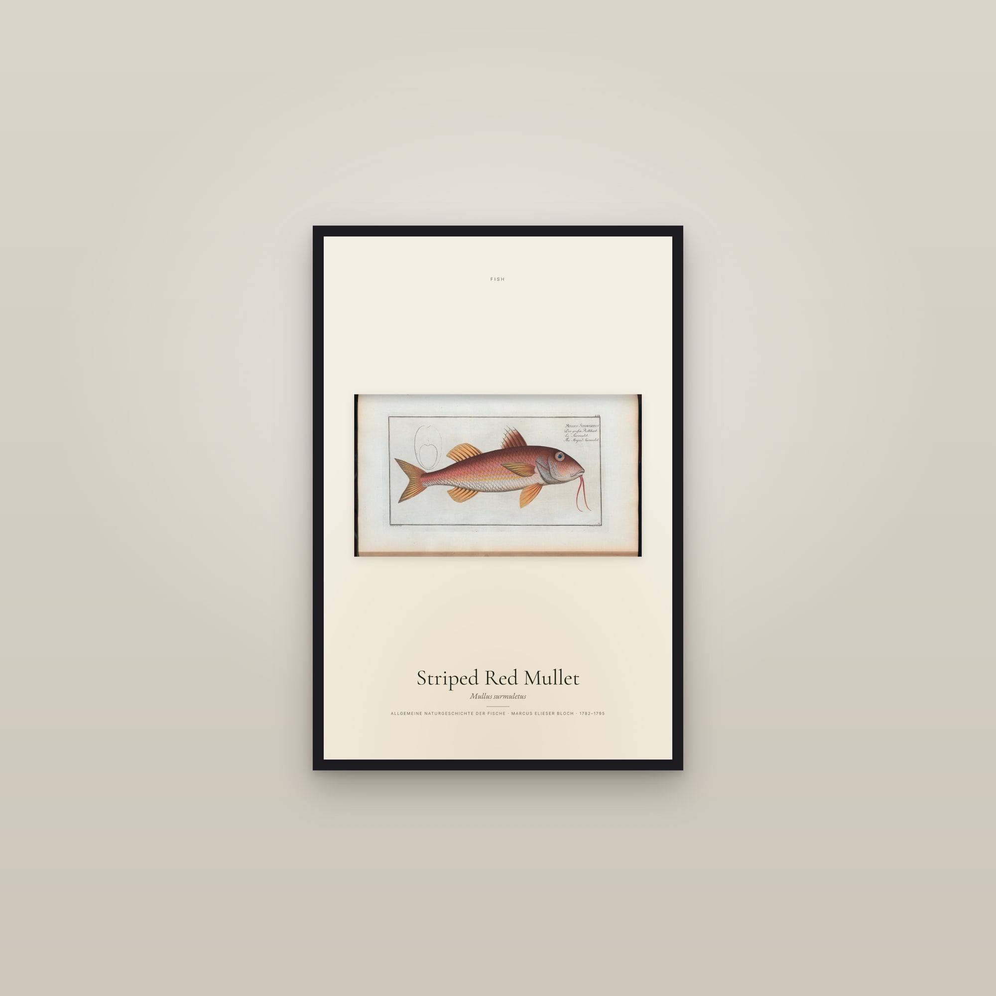 Striped Red Mullet
