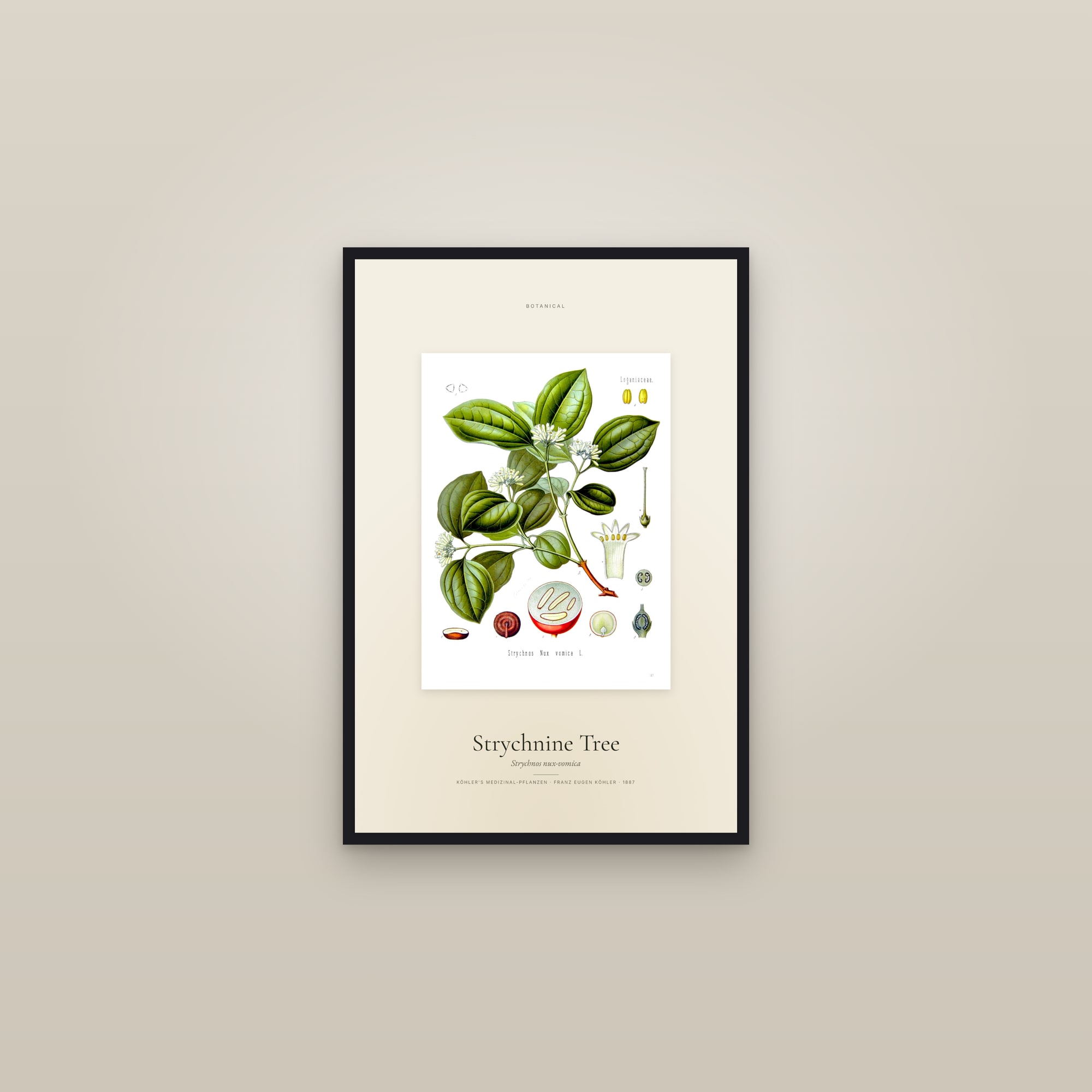 Strychnine Tree — Specimen