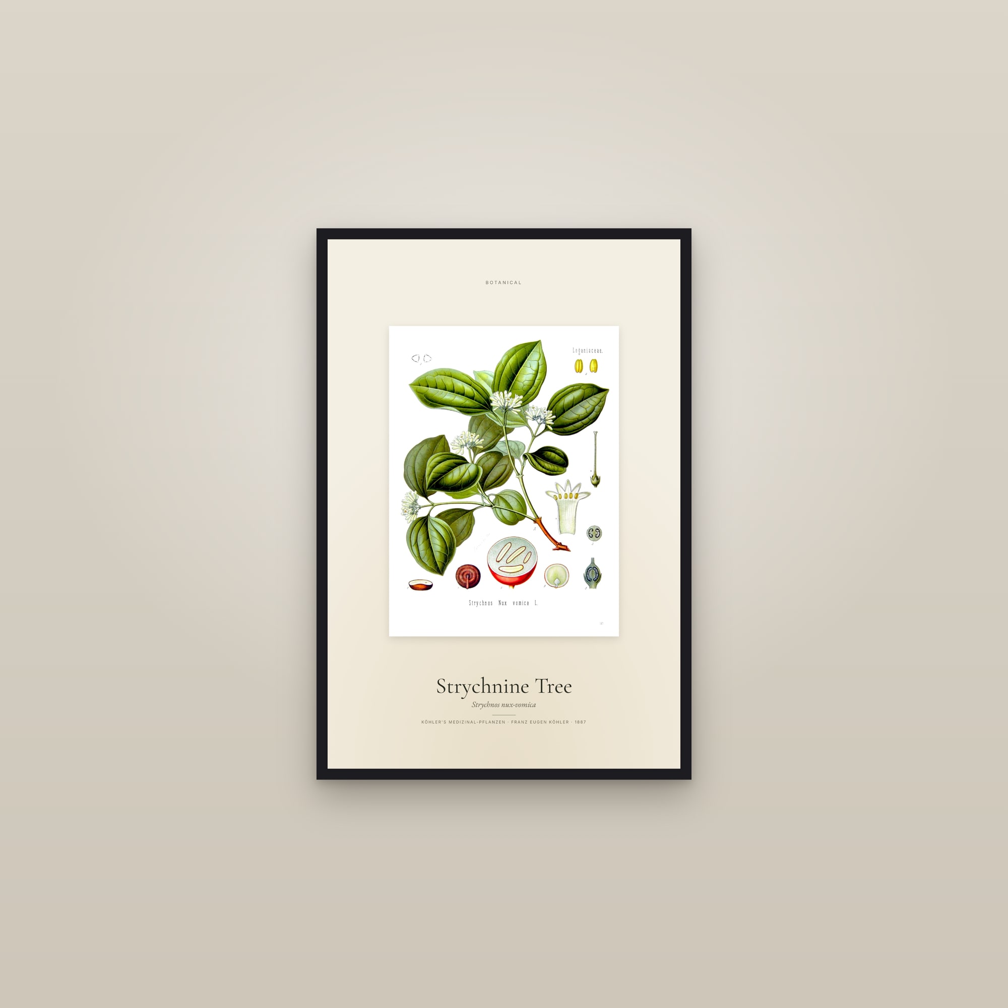 Strychnine Tree — Specimen — framed in a gallery setting